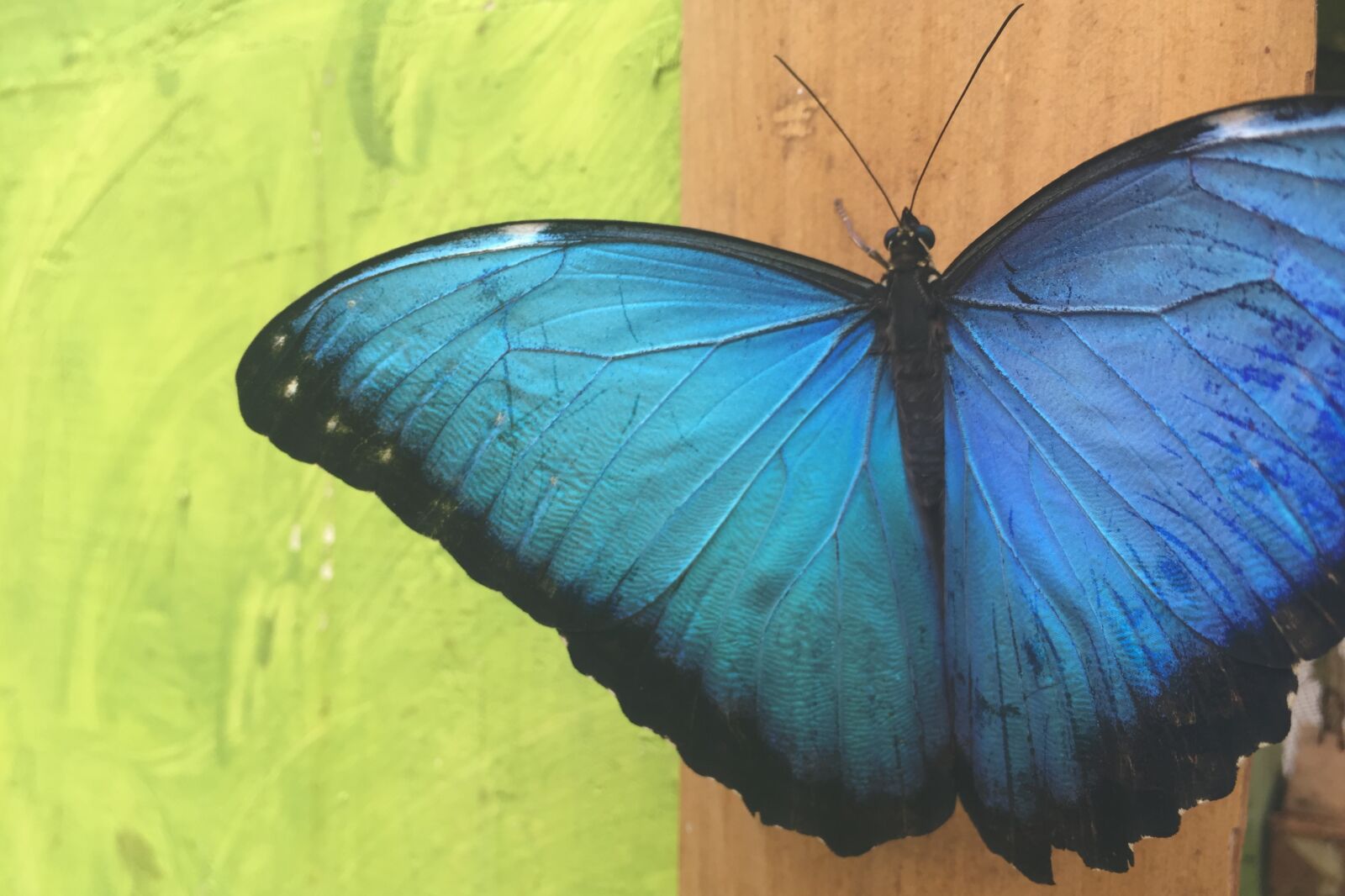 Apple iPhone 6 sample photo. Butterfly, close up, ecuador photography