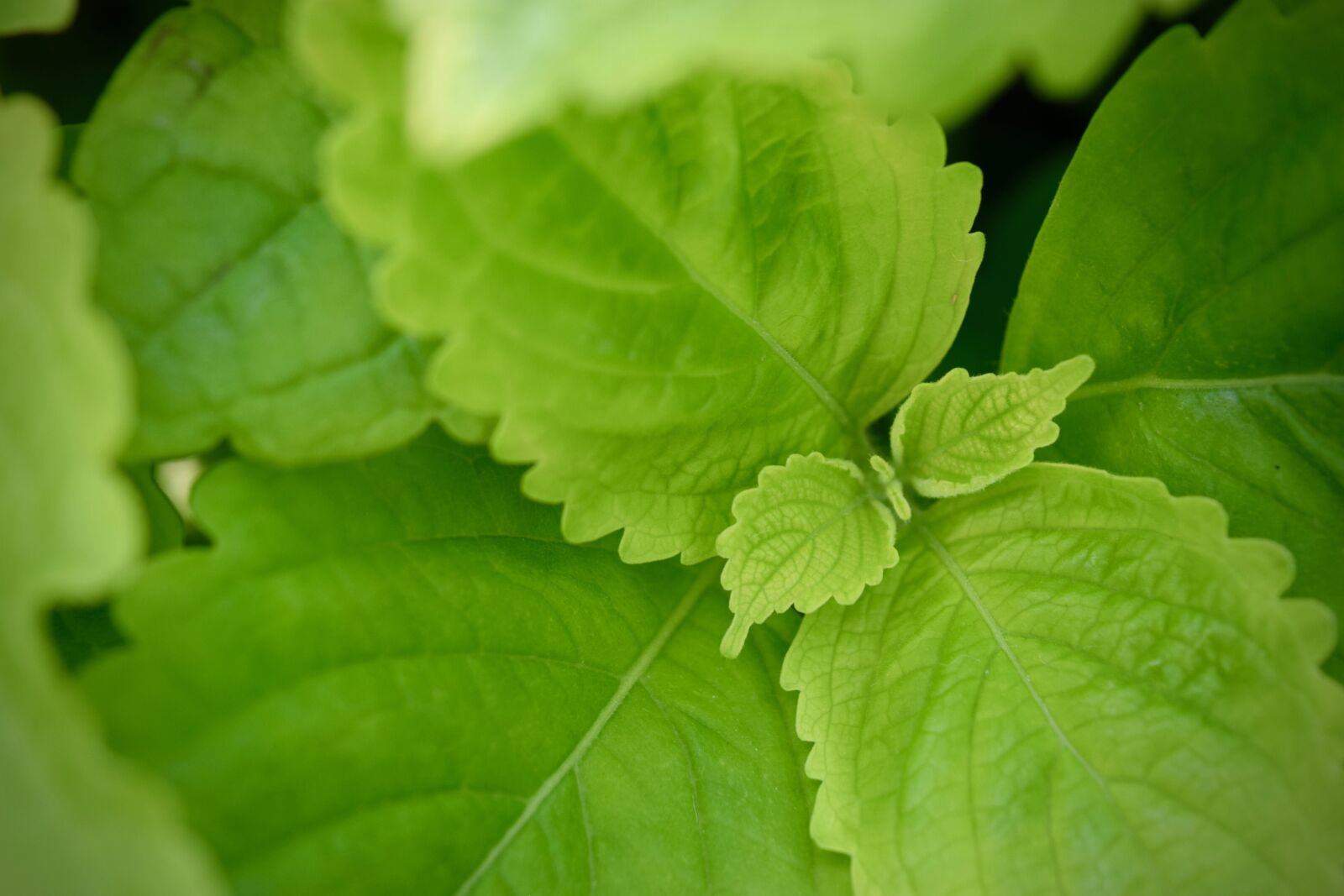 Nikon D3300 sample photo. Plant, leaf, green photography