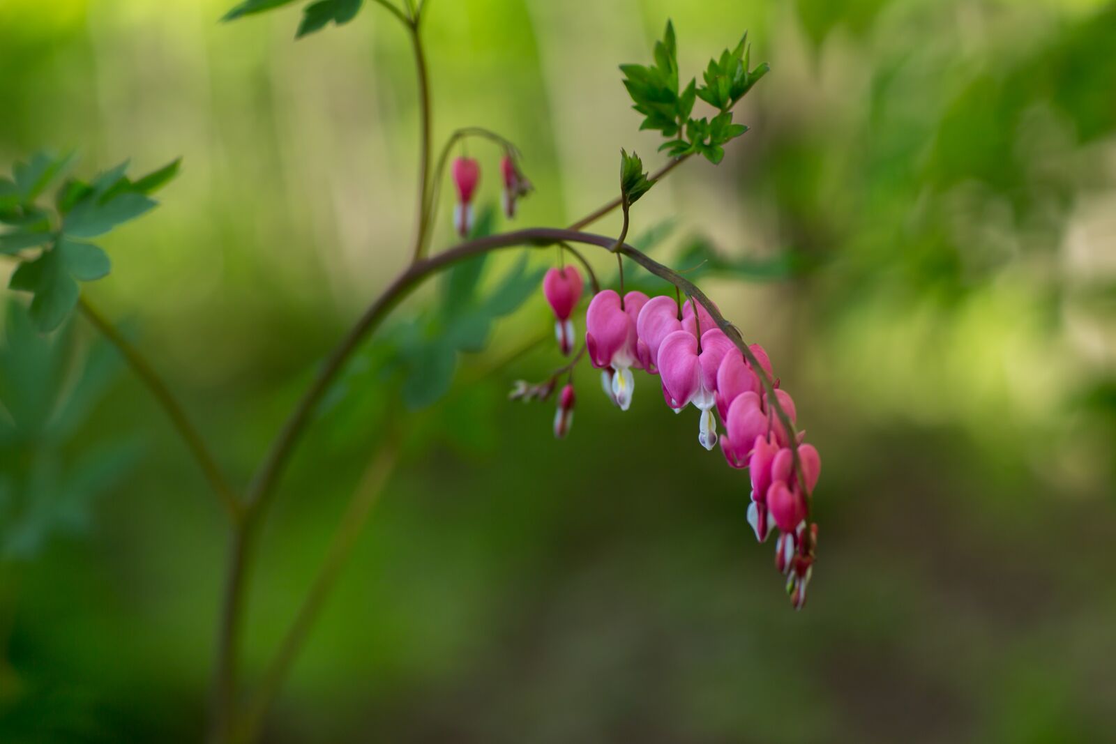 Canon EF 85mm F1.2L II USM sample photo. Flower, plant, plants flowering photography