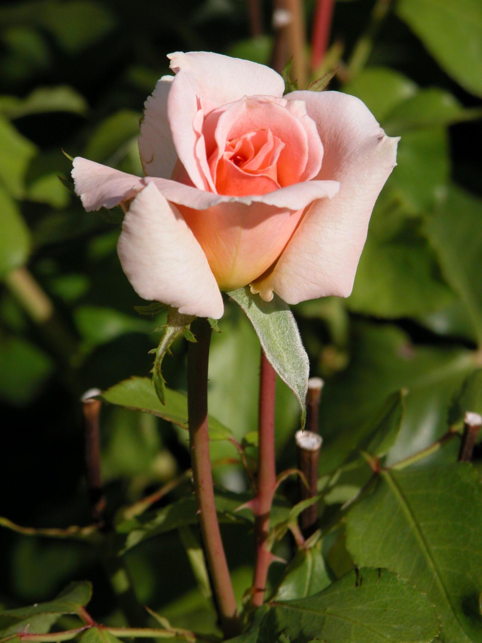 Nikon E5700 sample photo. Rosa, flower, nature photography