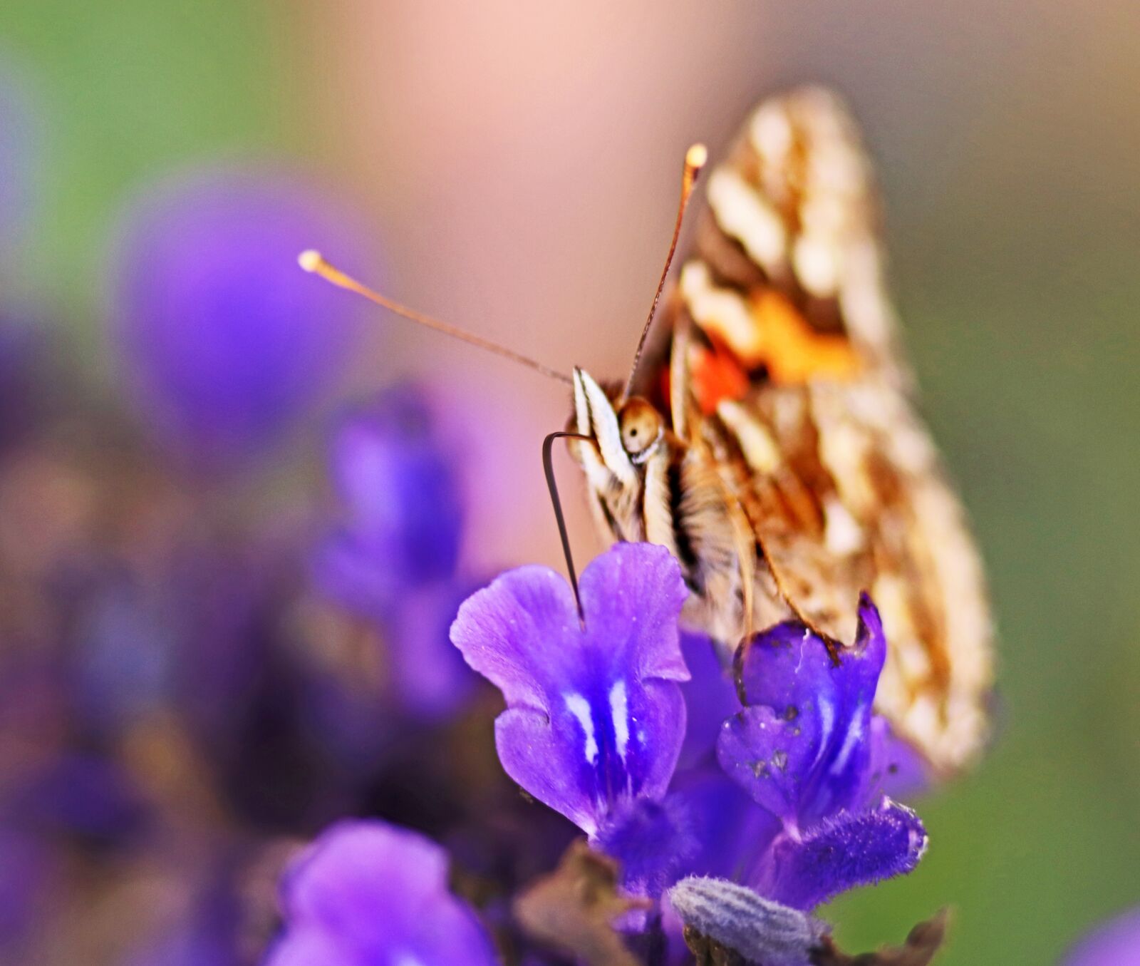 Tamron SP 90mm F2.8 Di VC USD 1:1 Macro sample photo. Butterfly, insect, face photography