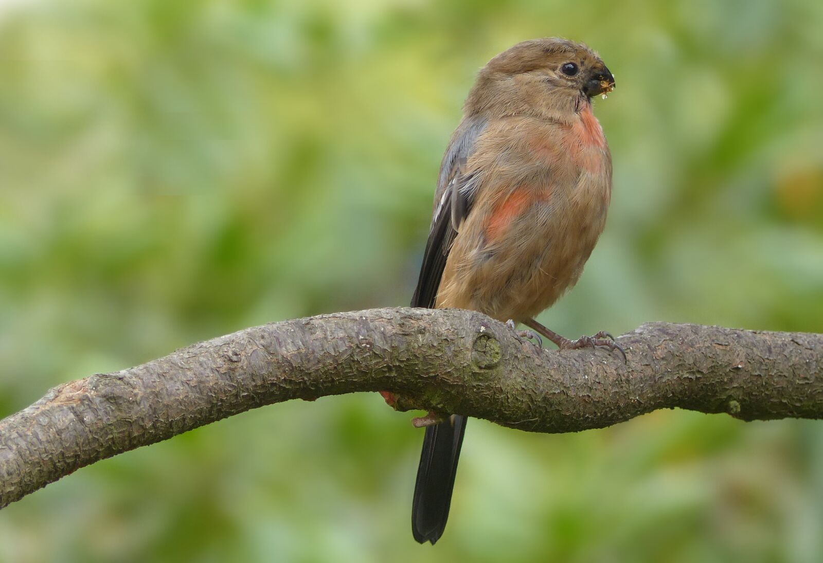 Panasonic Lumix DMC-FZ200 sample photo. Animal, bird, bullfinch photography