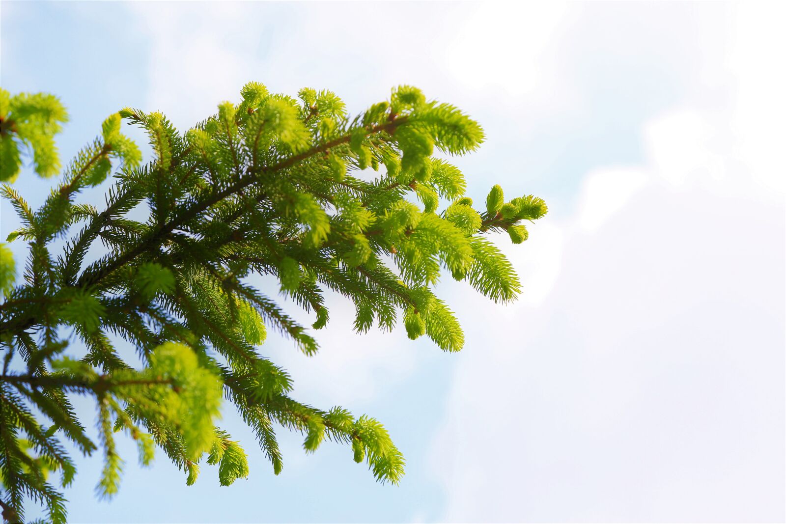 Canon EF 24-105mm F4L IS USM sample photo. Spring, tree, sprout photography