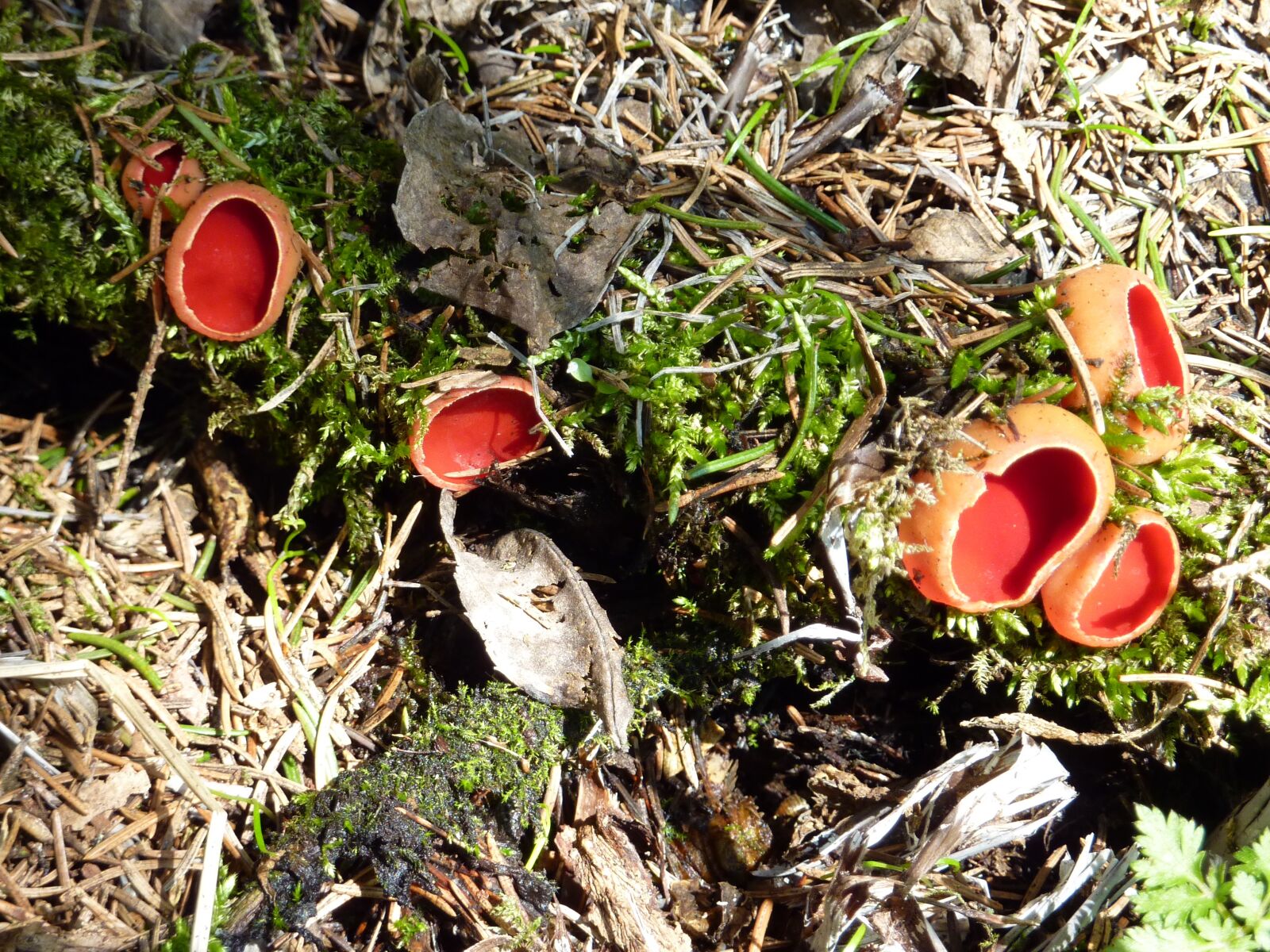 Panasonic DMC-TZ7 sample photo. Vermilion kelchbecherling, mushroom, scarlet photography