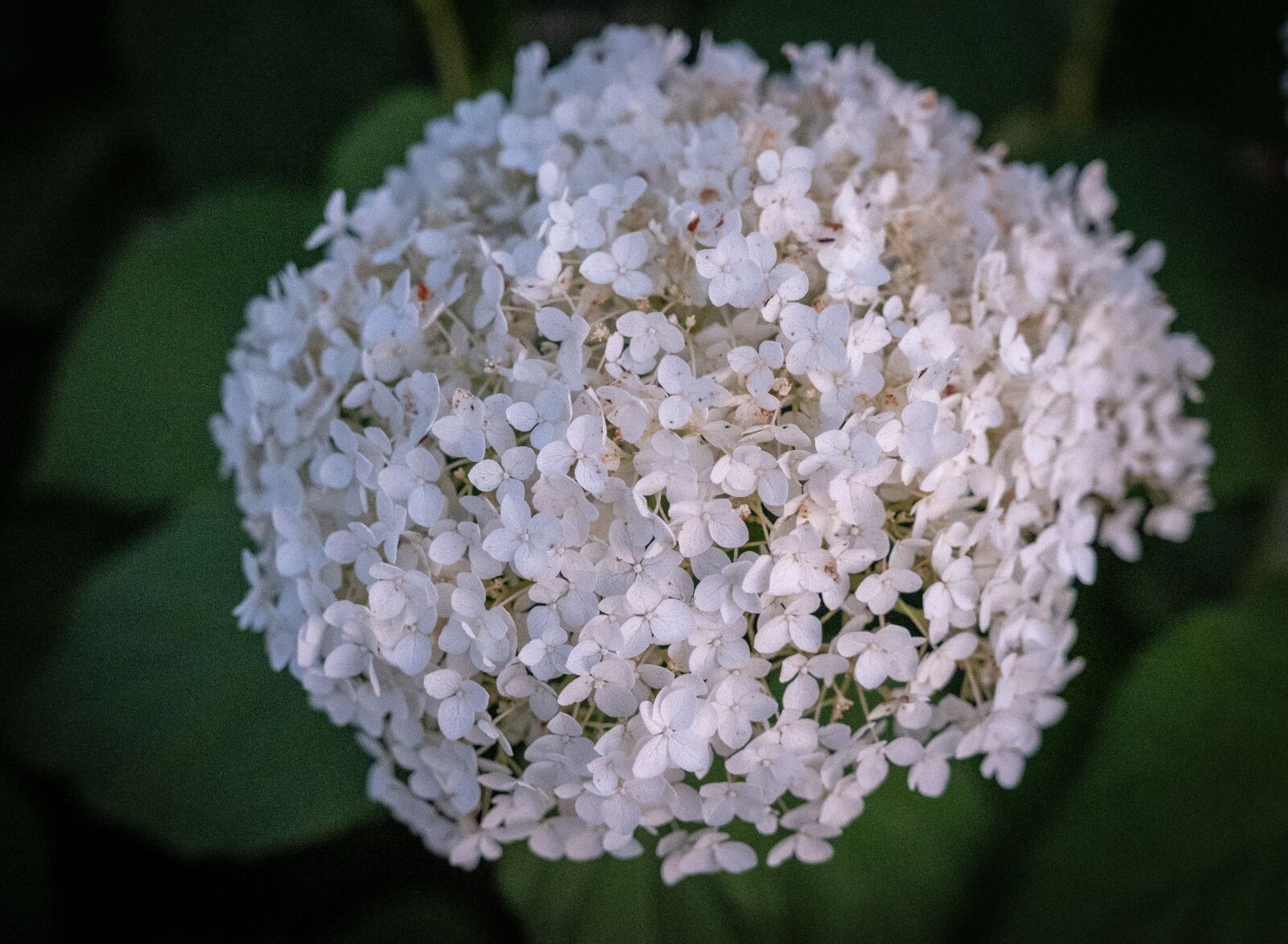 Fujifilm X-T2 sample photo. Flowers, flora, bloom photography