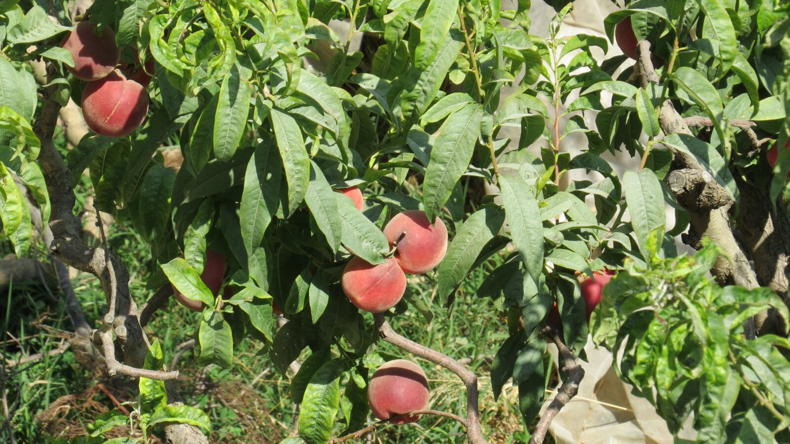 Canon PowerShot SX50 HS sample photo. Nectarines, tree, nature photography