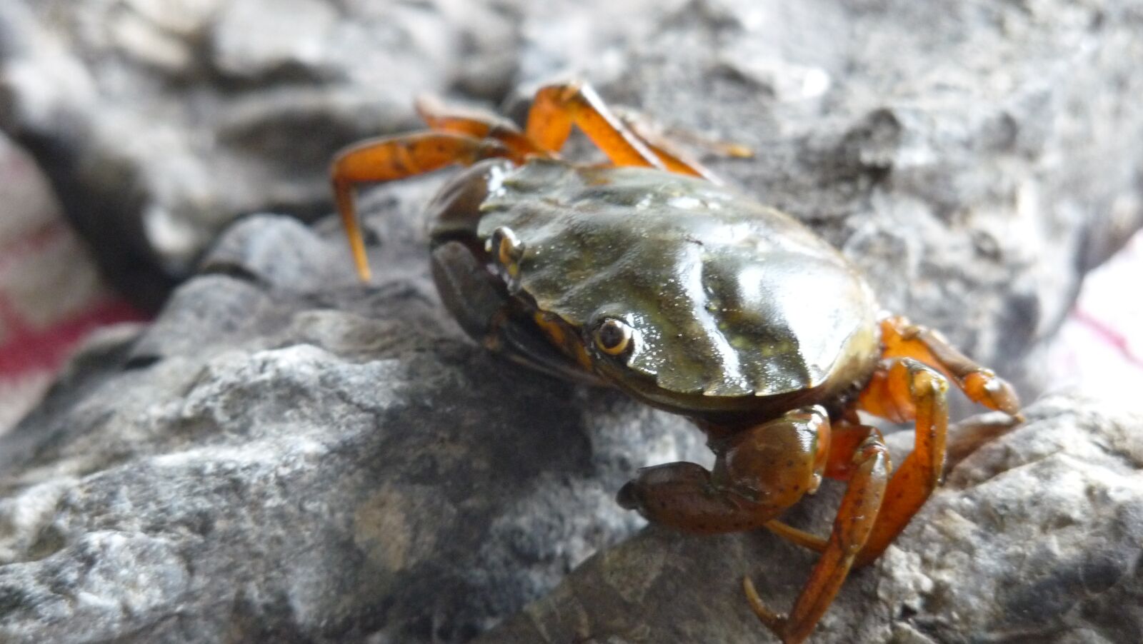 Panasonic Lumix DMC-FZ28 sample photo. Crab, rock, ocean photography