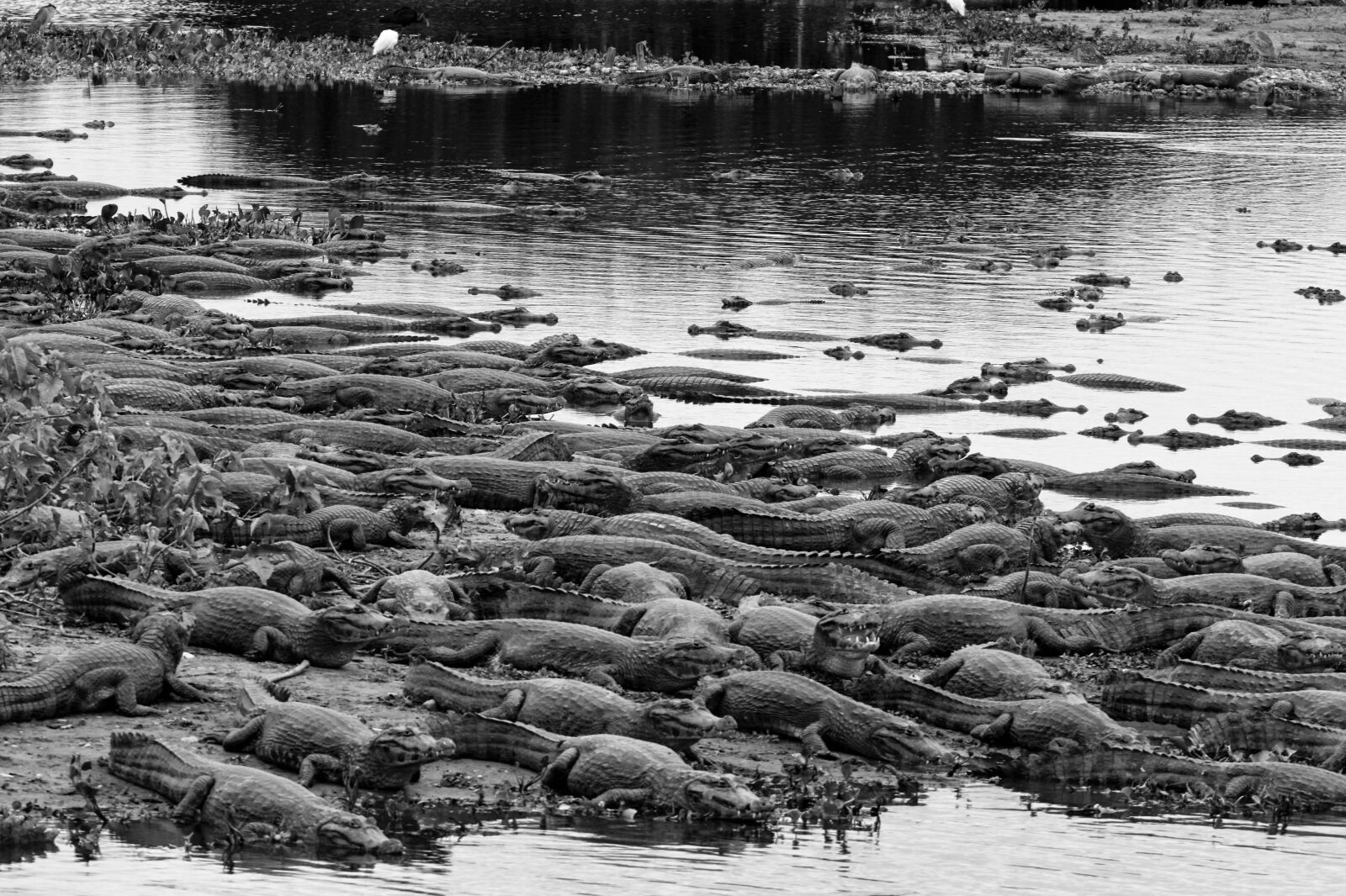 Canon EF 70-200mm F4L USM sample photo. Pantanal, brasil photography