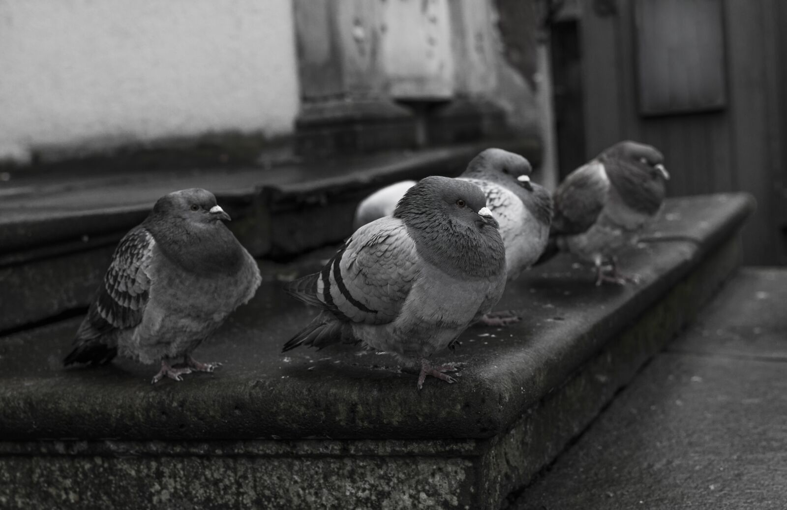 Nikon D5000 sample photo. Dove, bird, city photography