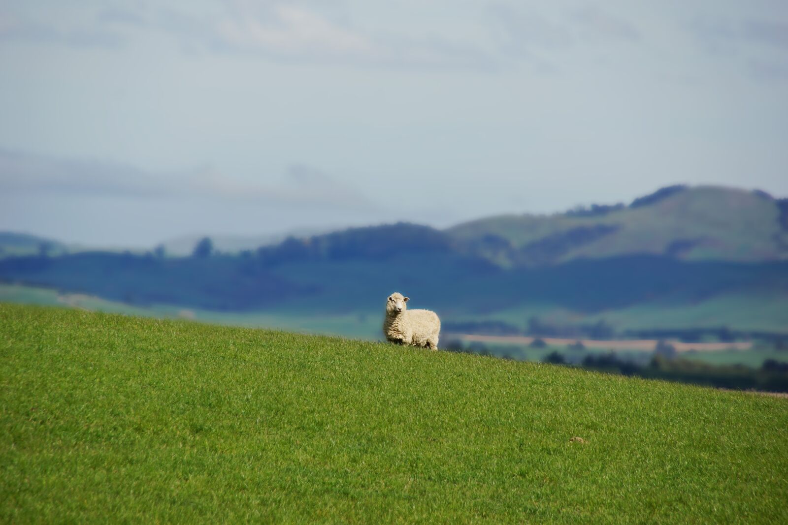 Sony SLT-A65 (SLT-A65V) sample photo. Sheep, animal, nature photography