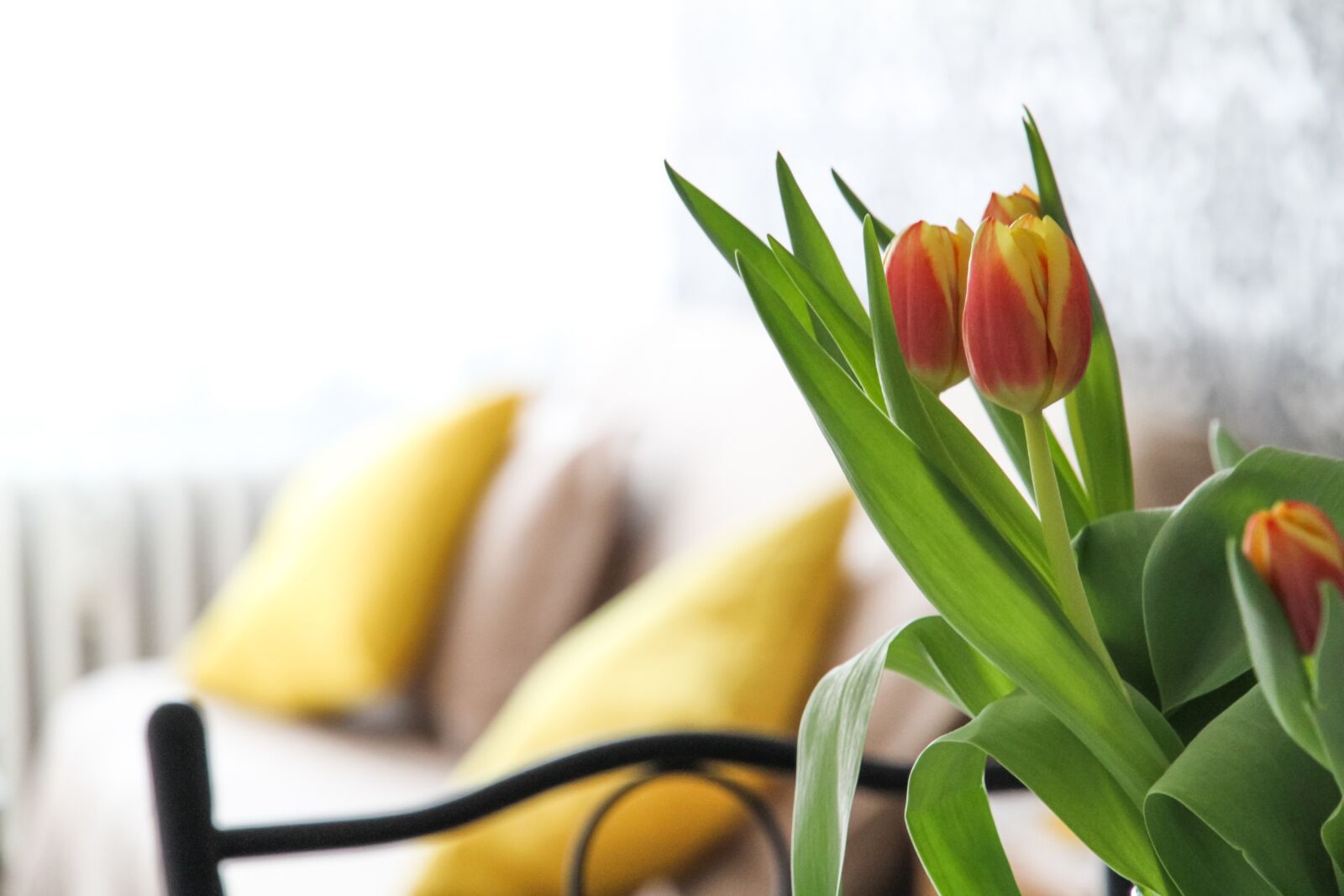 Canon EOS 7D sample photo. Apartment, flowers, tulips photography