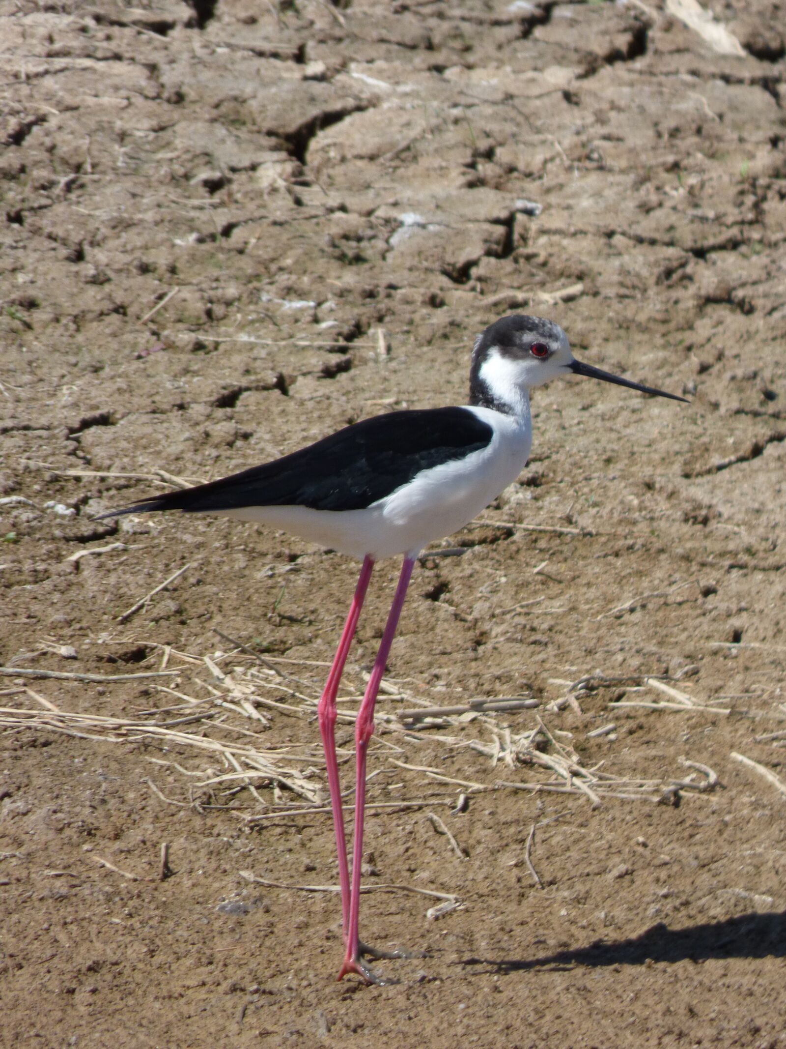 Panasonic Lumix DMC-FZ70 sample photo. Himantopus himantopus, black-winged stilt photography