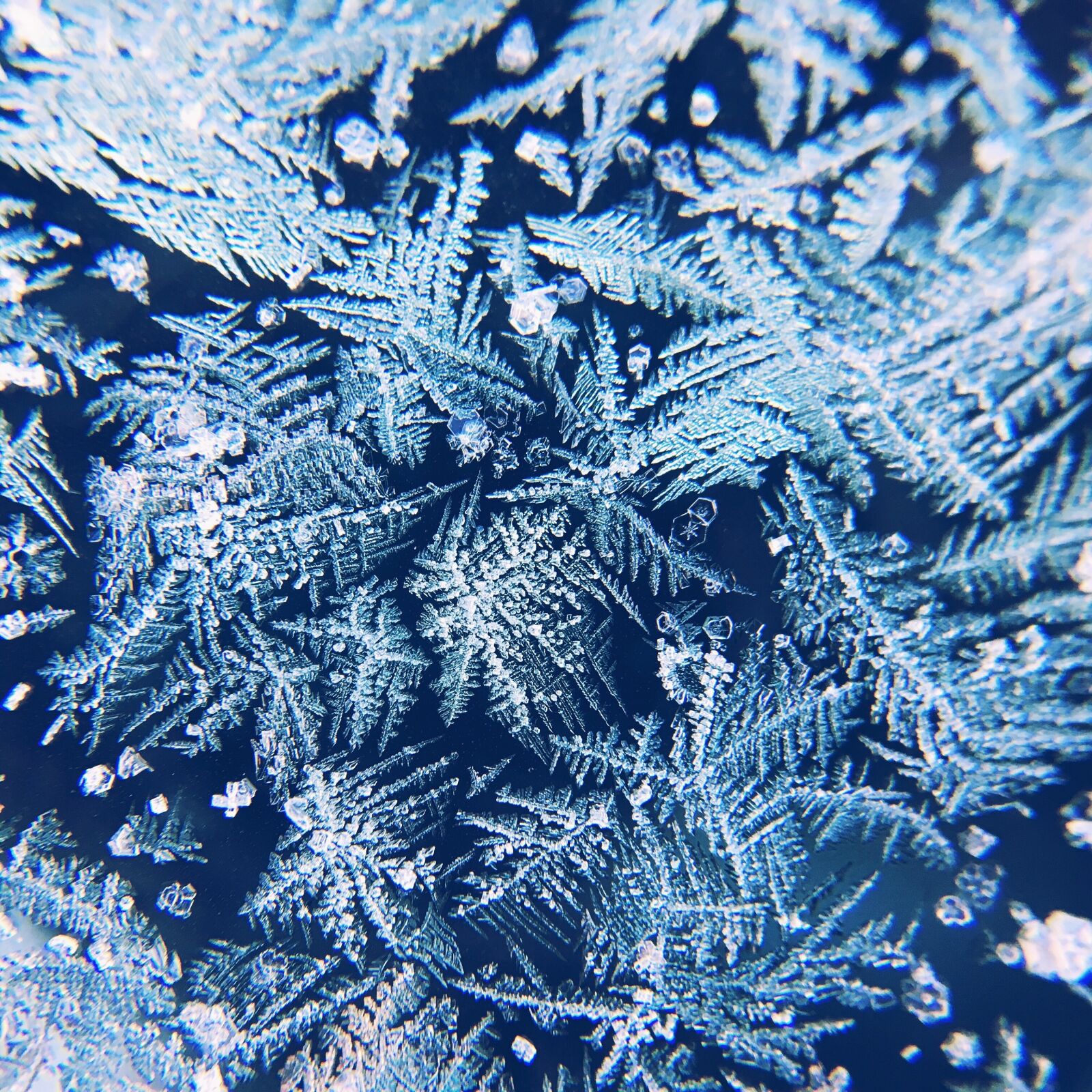 Apple iPhone 6s sample photo. Frost, winter, nature photography