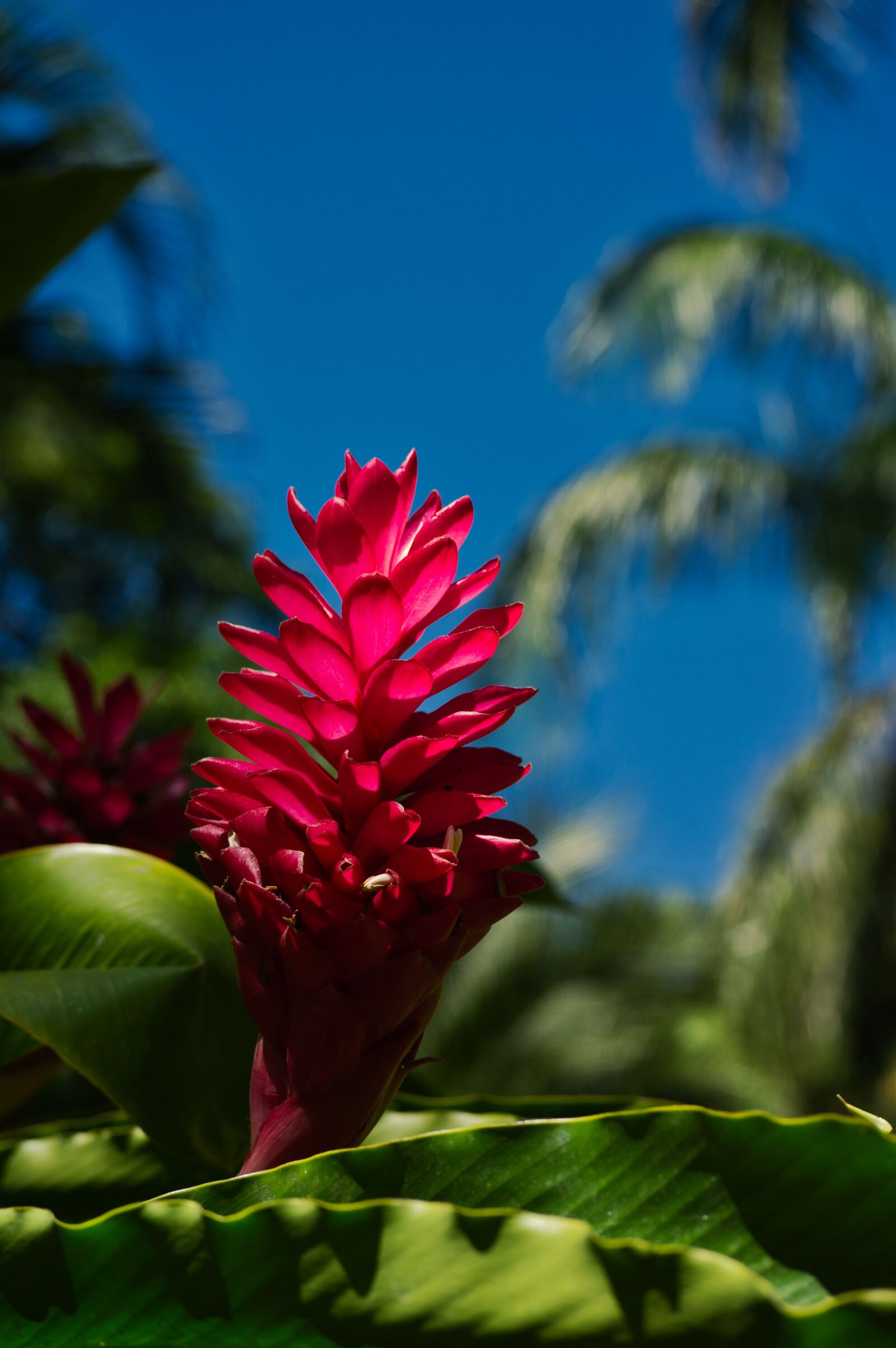 Nikon D3200 sample photo. Costa rica, alpinia, flower photography