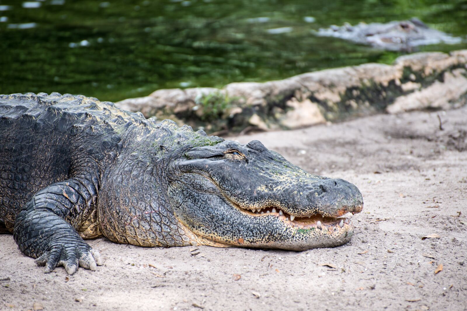 Nikon D800 sample photo. Nature, water, wildlife photography