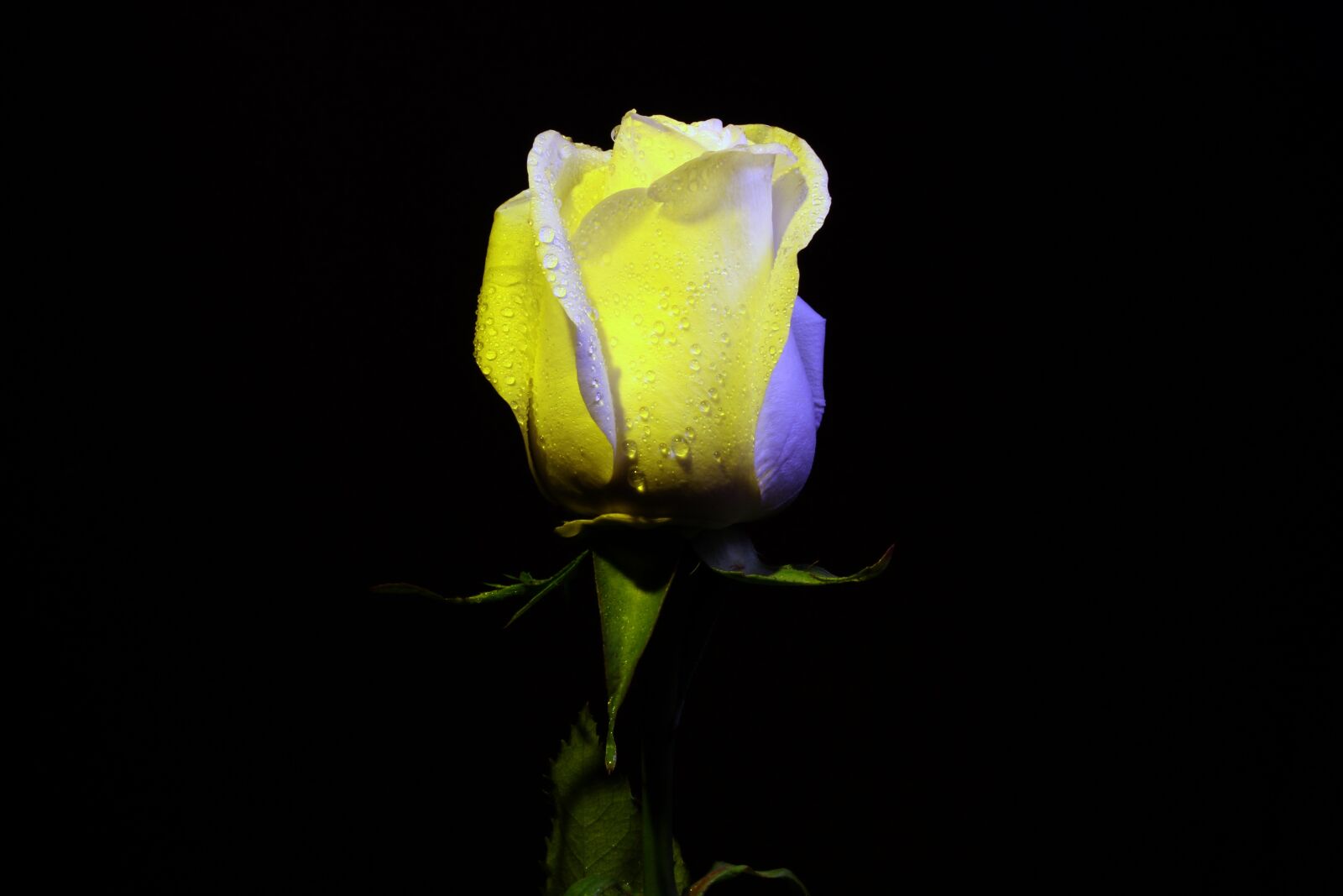Canon EOS 1200D (EOS Rebel T5 / EOS Kiss X70 / EOS Hi) + Canon EF 50mm F1.8 STM sample photo. Flower, white, beautiful photography