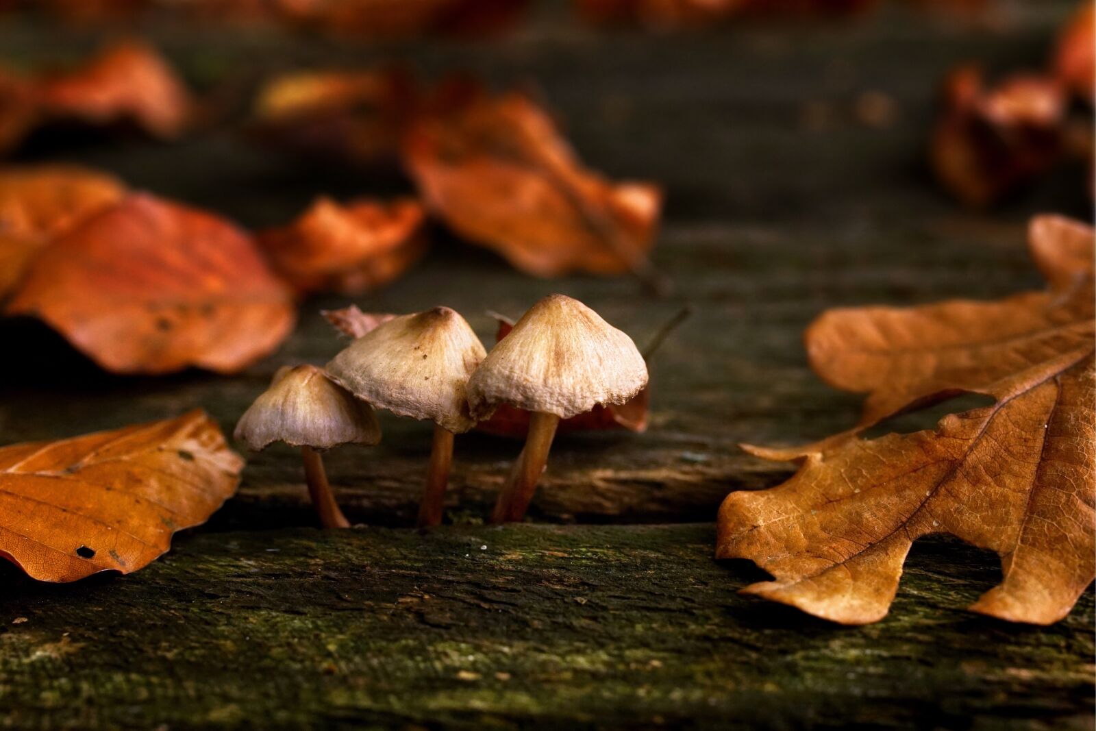 35mm F1.4 sample photo. Autumn, leaves, mushrooms photography