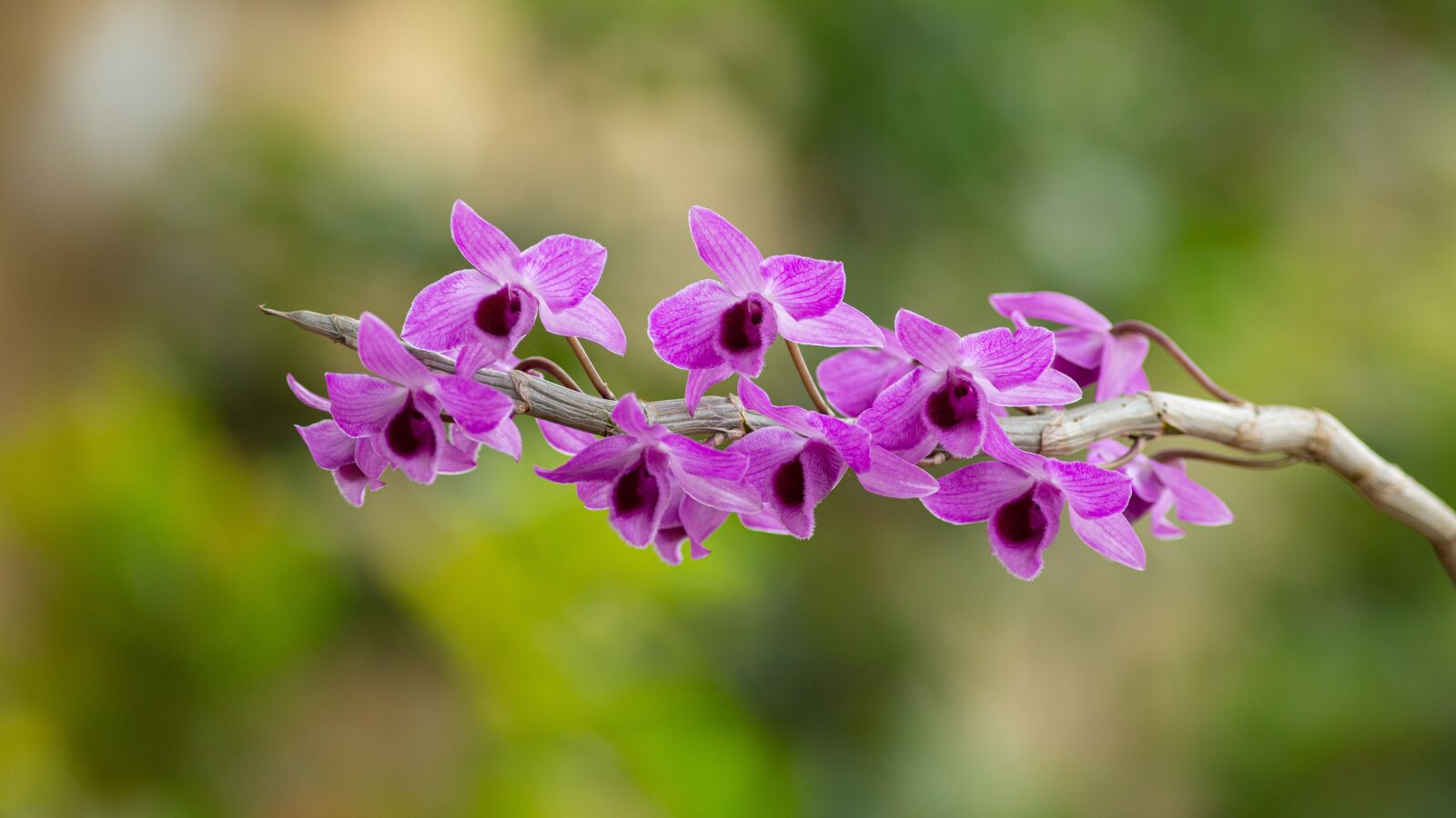 Canon EOS 5D Mark III sample photo. Orchid, orchids, flower photography