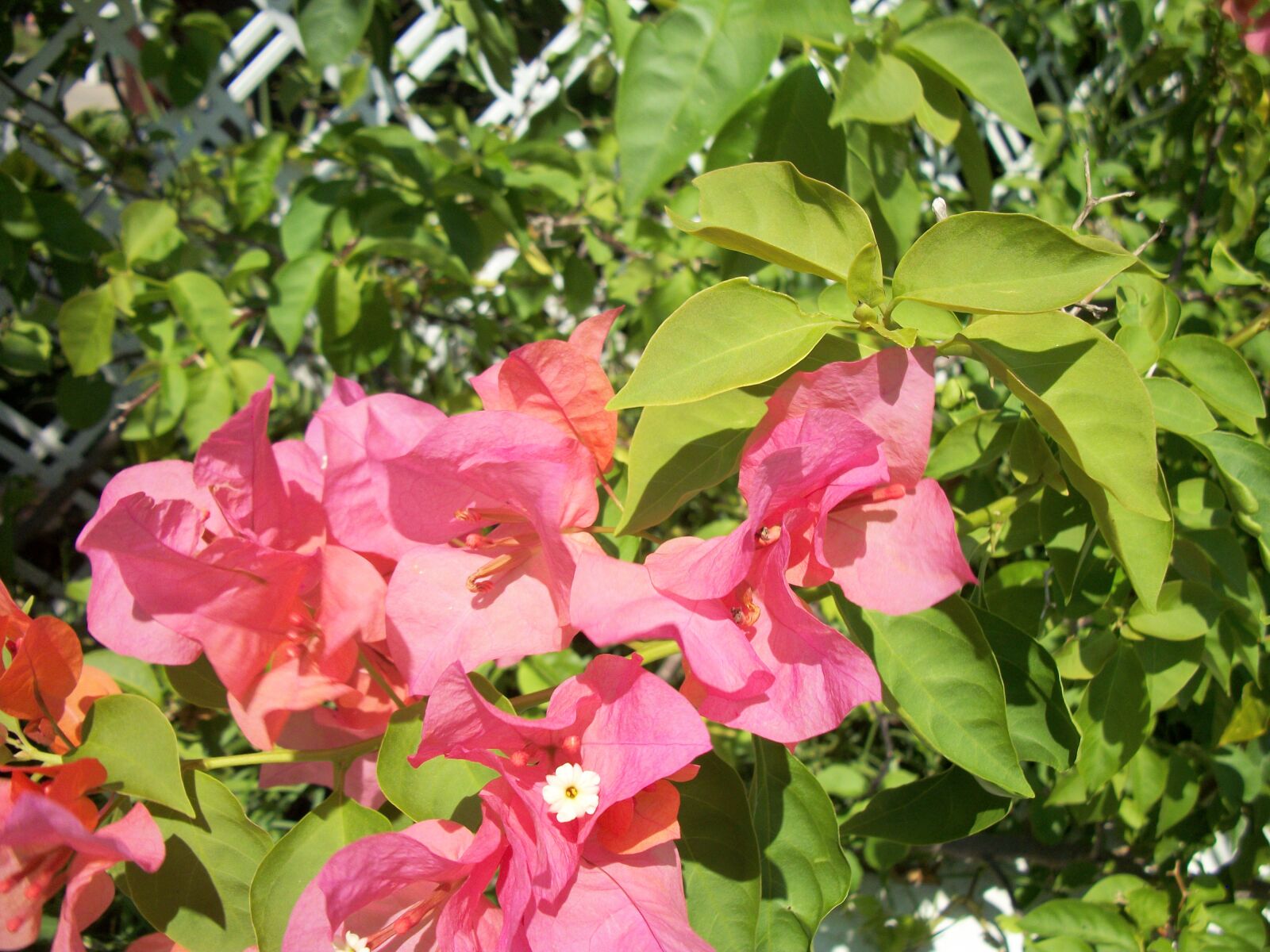 Kodak EASYSHARE C182 DIGITAL CAMERA sample photo. Pink flowers, flowers, galveston photography