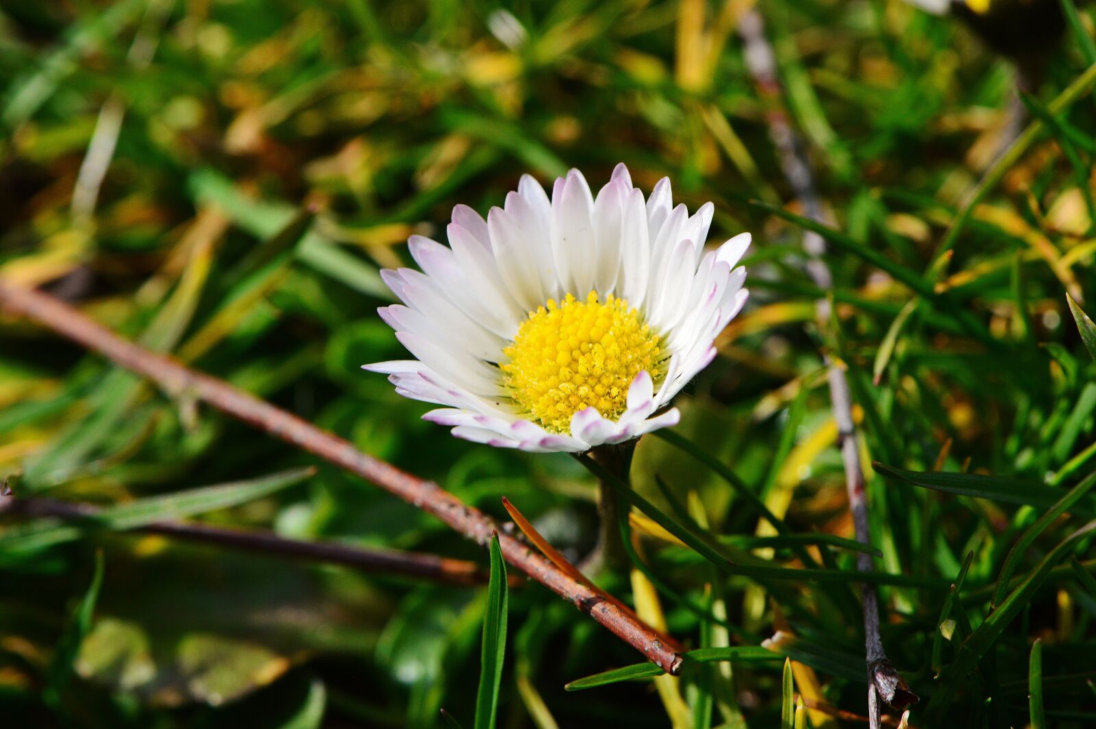 Nikon D3200 sample photo. Daisy, flower, meadow photography
