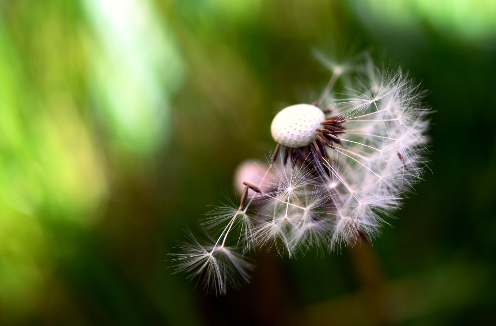 Nikon D5200 sample photo. Dandelion, flower, spring photography