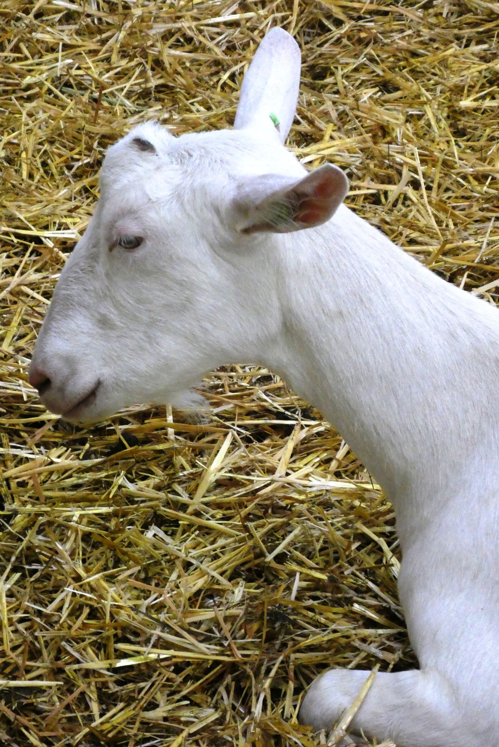 Panasonic Lumix DC-ZS70 (Lumix DC-TZ90) sample photo. Goat, head, goat farm photography