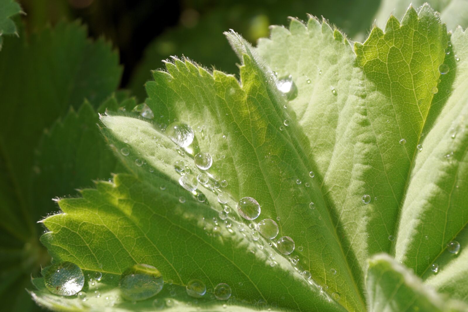 Sony a6000 sample photo. Leaf, drip, water photography