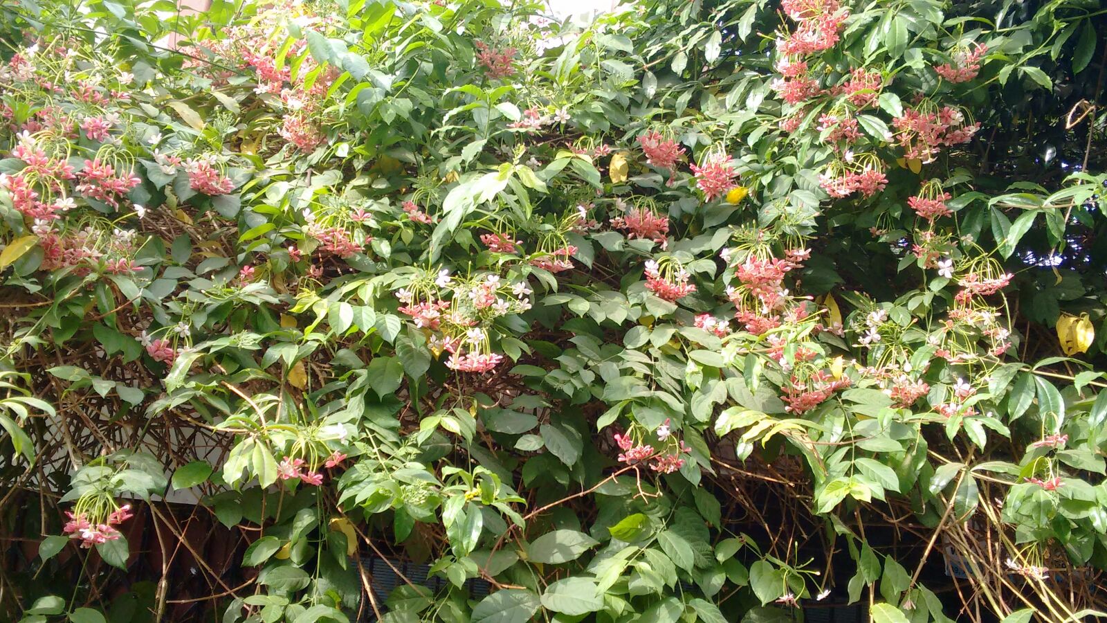 Motorola Moto G (2nd Gen) sample photo. Flowers, green, trees photography