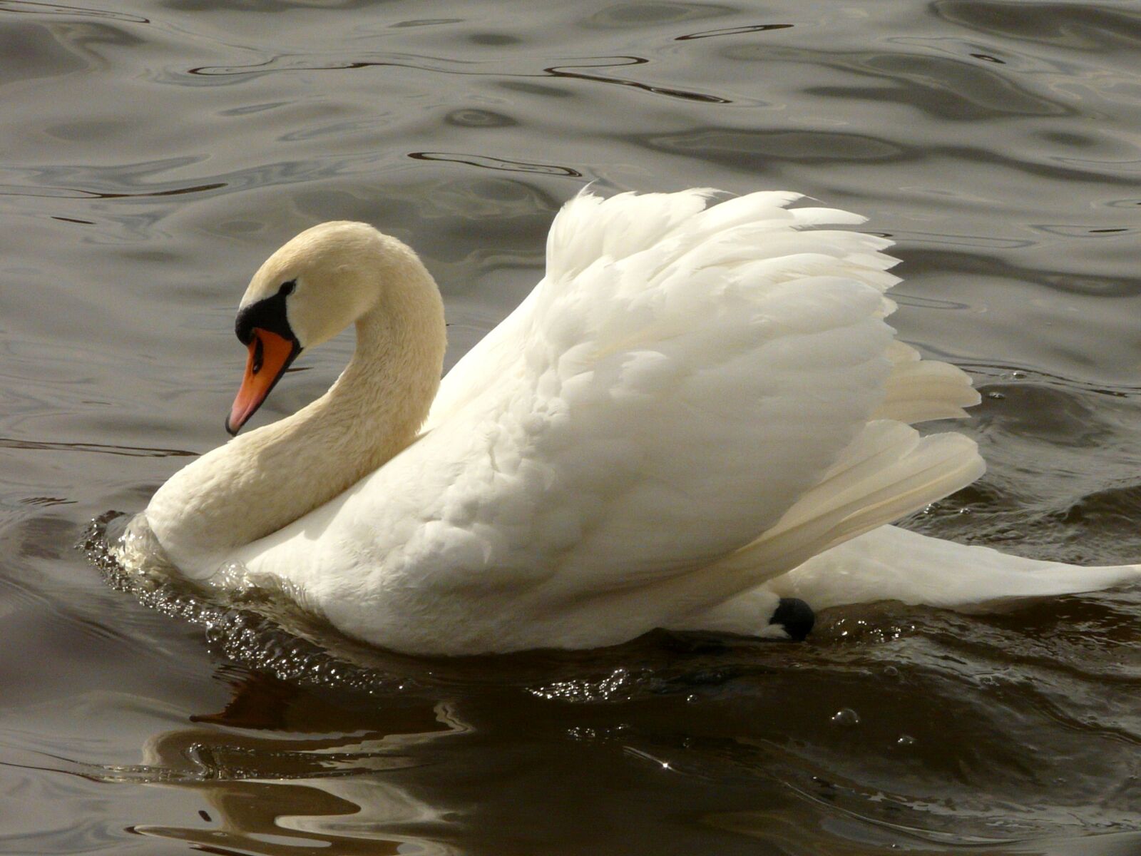 Panasonic DMC-FZ18 sample photo. Swan, bird, lake photography