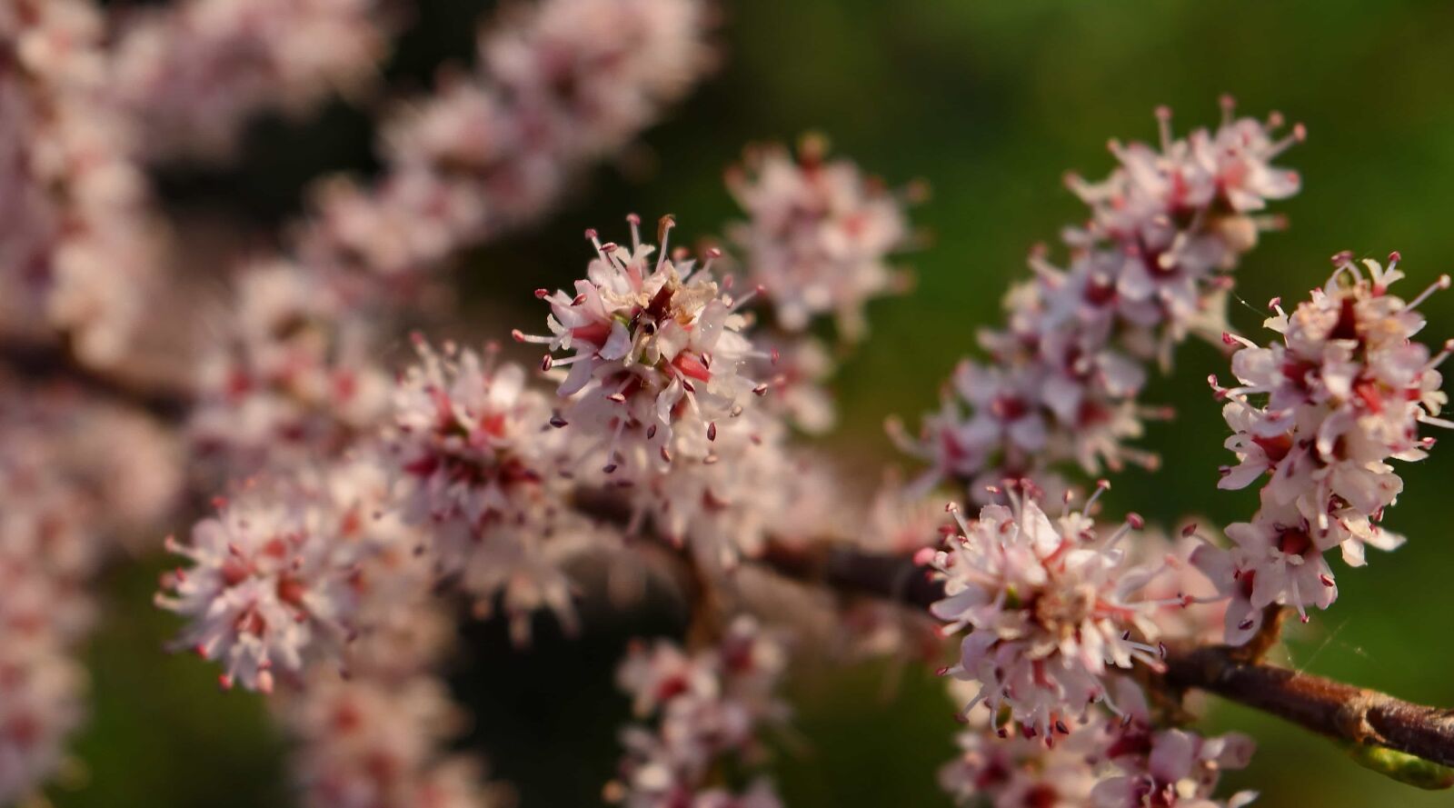Nikon D5500 sample photo. Flower, herb, blossom, plant photography