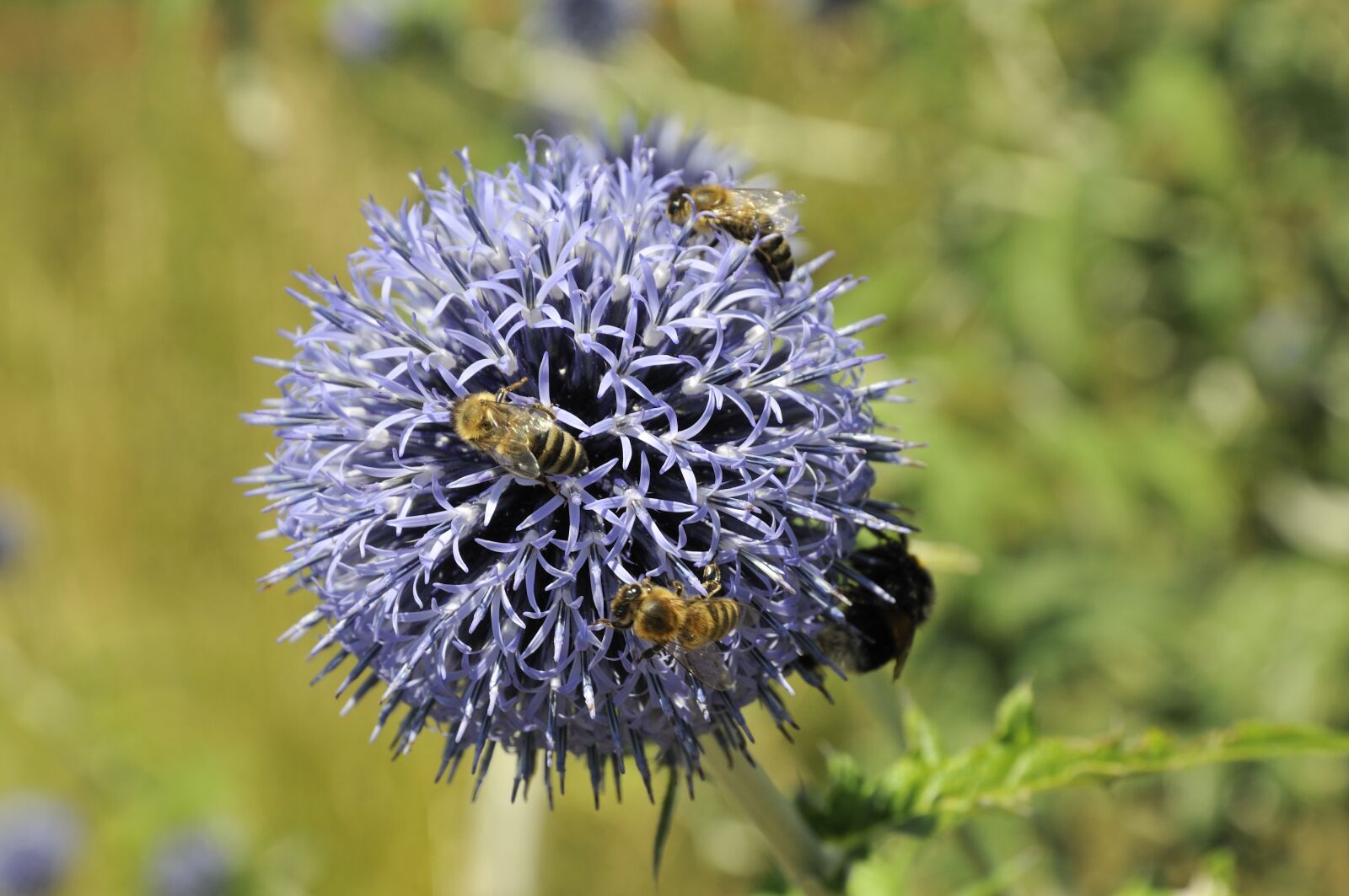 Nikon D300 sample photo. Bees, flower, bee photography