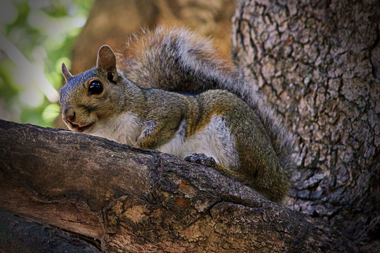 Canon EOS 1200D (EOS Rebel T5 / EOS Kiss X70 / EOS Hi) sample photo. Squirrel, rodent, animal photography
