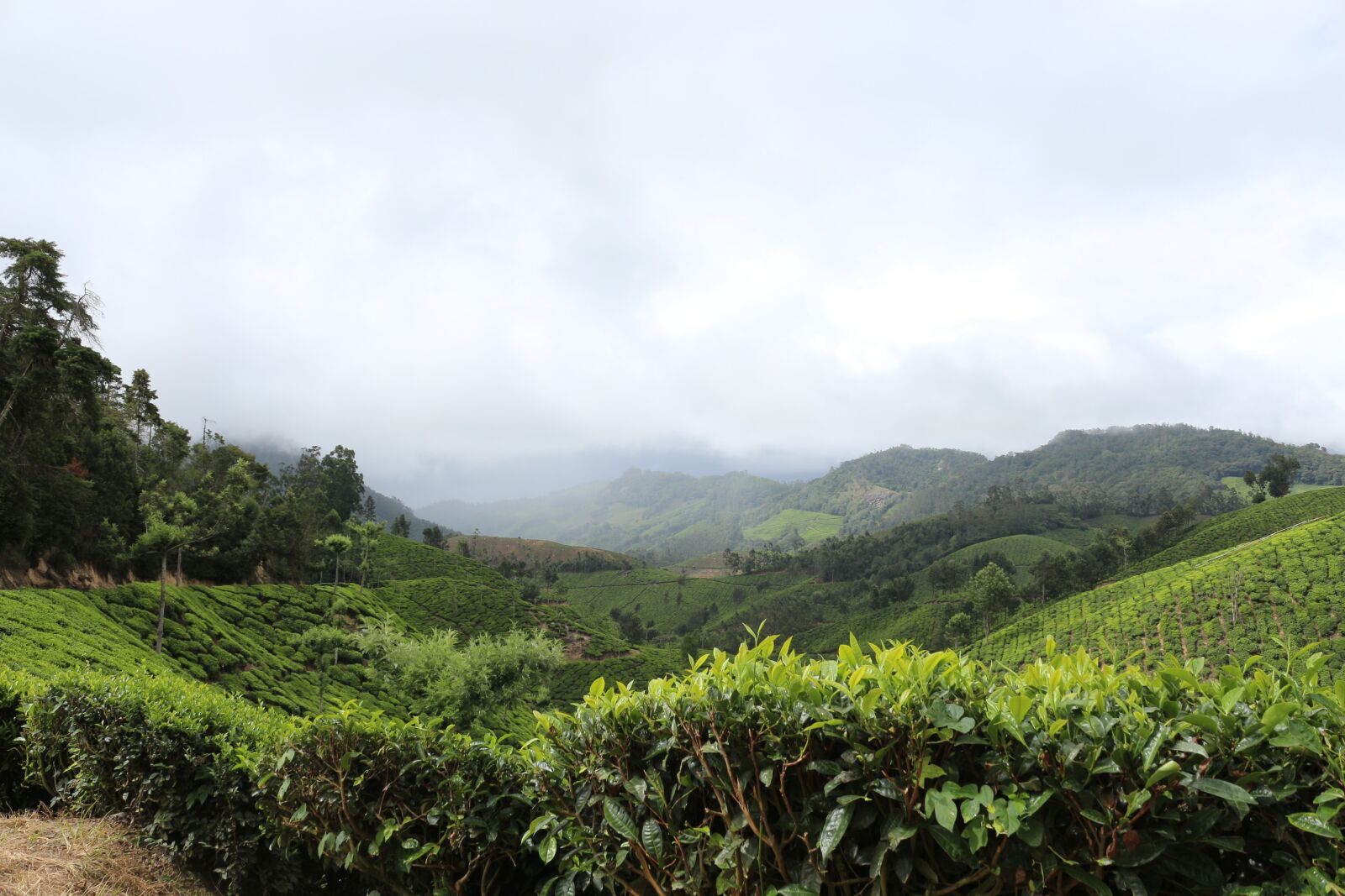 Canon EOS 700D (EOS Rebel T5i / EOS Kiss X7i) sample photo. Landscape, tea, plantation photography