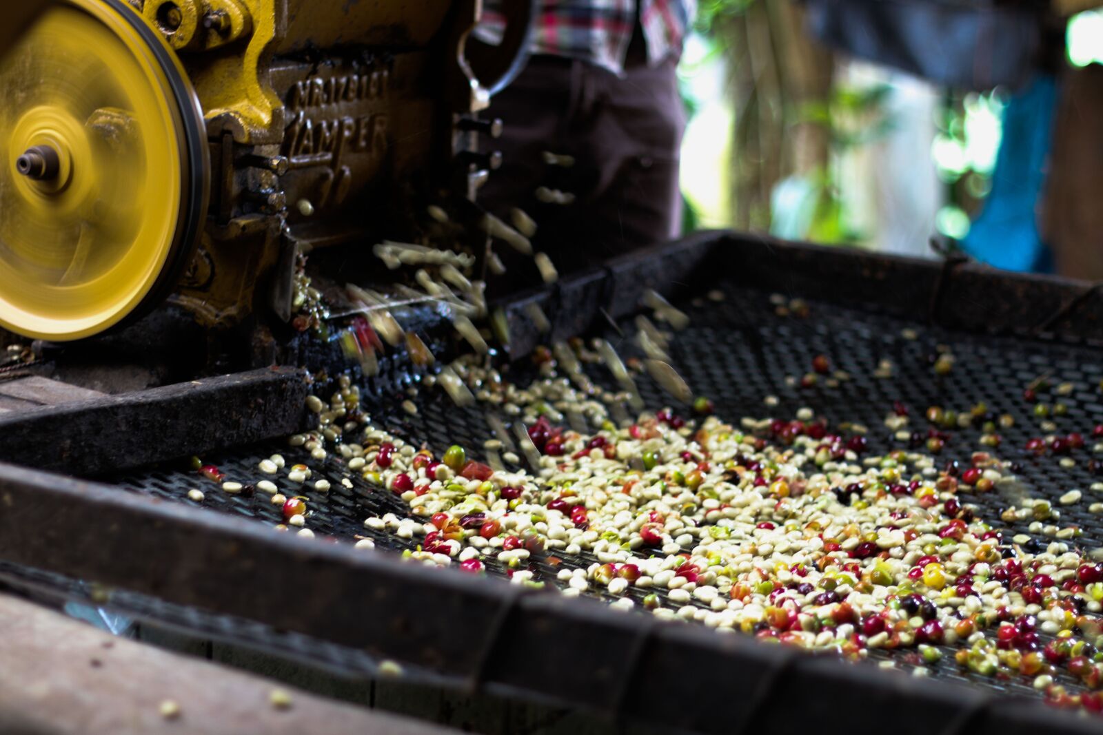 Canon EOS 70D + Canon EF 50mm F1.8 II sample photo. Washed coffee, wet processed photography