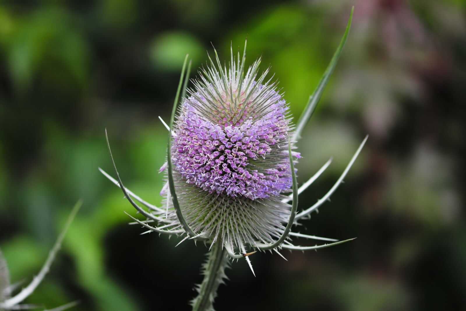 Canon EOS 200D (EOS Rebel SL2 / EOS Kiss X9) sample photo. Wild teasel, dipsacus, prickly photography
