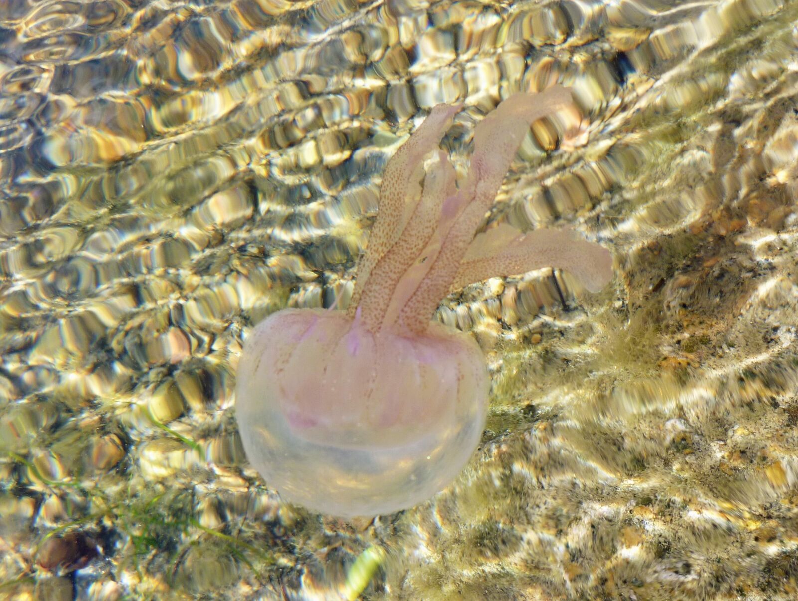 Panasonic DMC-FX60 sample photo. Water, jellyfish, sea animal photography