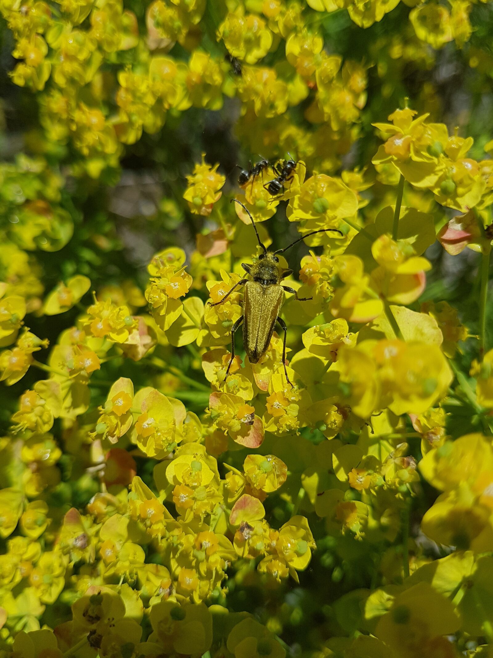 Samsung Galaxy S7 sample photo. Golden, beetle, flowers photography