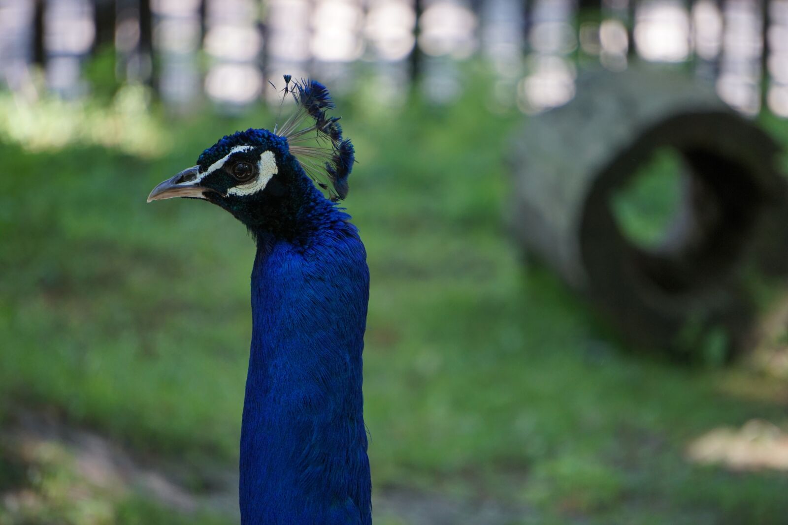 Sony a6000 sample photo. Peacock, feather, peacock feathers photography