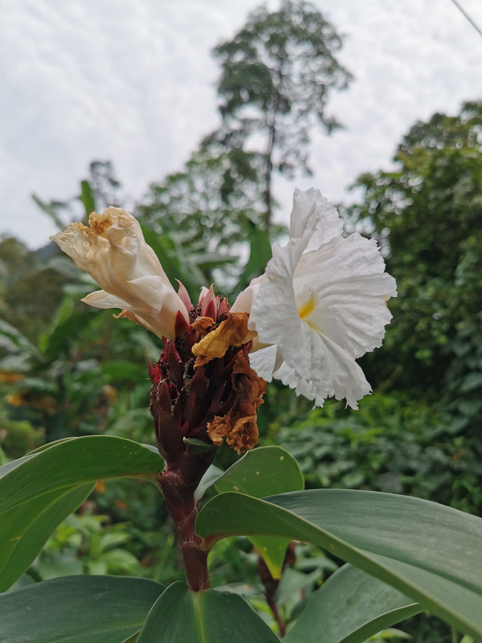 HUAWEI P30 Pro sample photo. Nature, flower, blossom photography