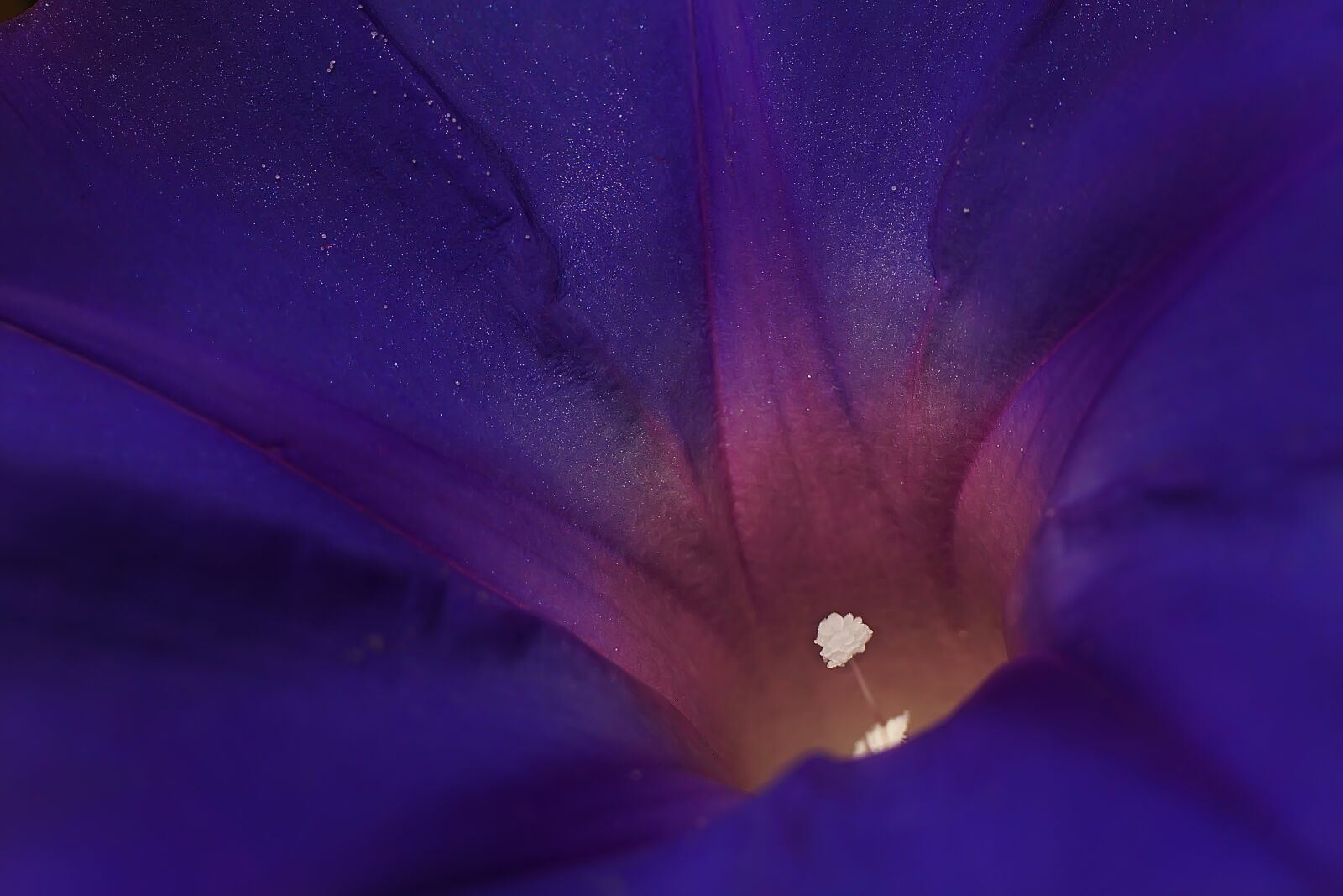 Sony a6000 sample photo. Flower, blue, nature photography