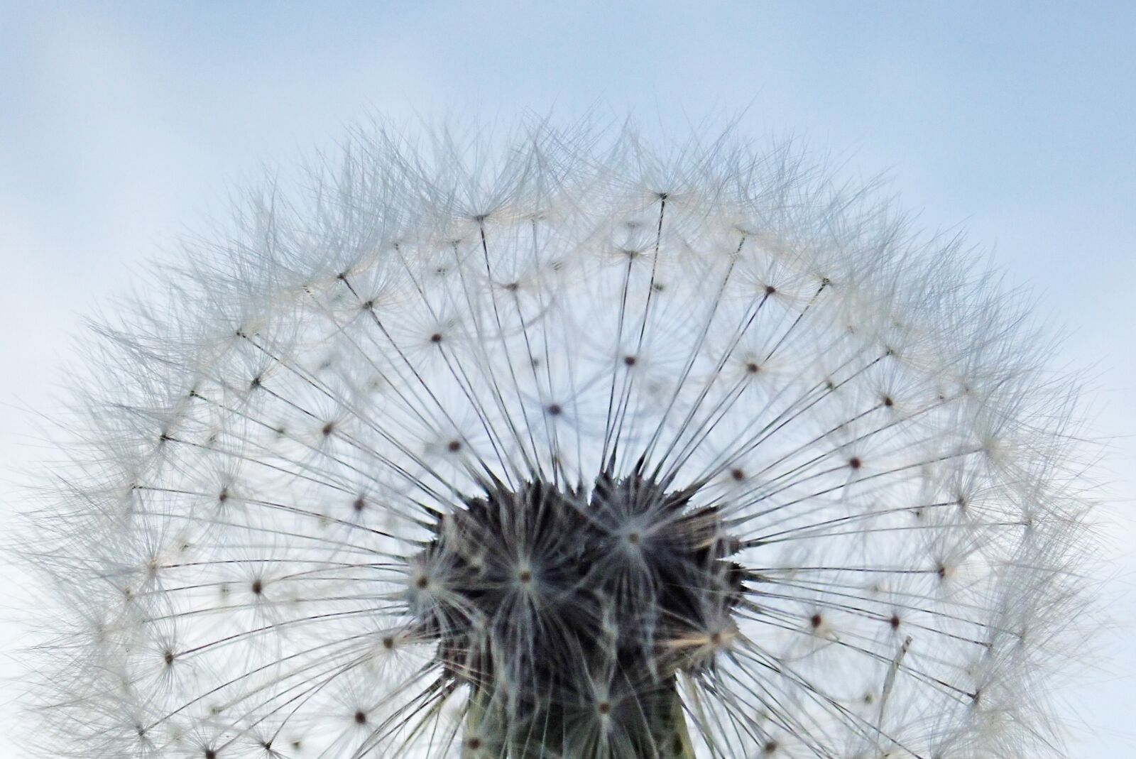 Olympus TG-5 sample photo. Flower, seed, dandelion photography