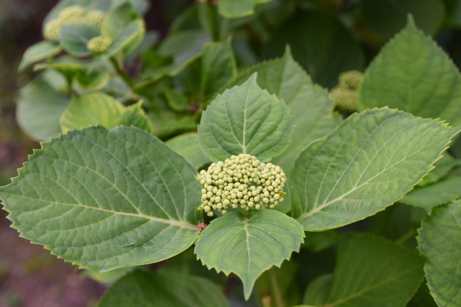 Nikon D5600 sample photo. Flower, bud, green photography