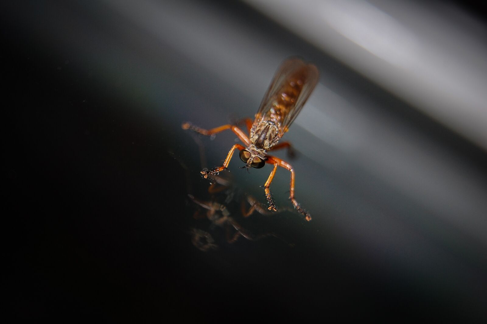 Nikon D40 sample photo. Mosquito, insect, close up photography