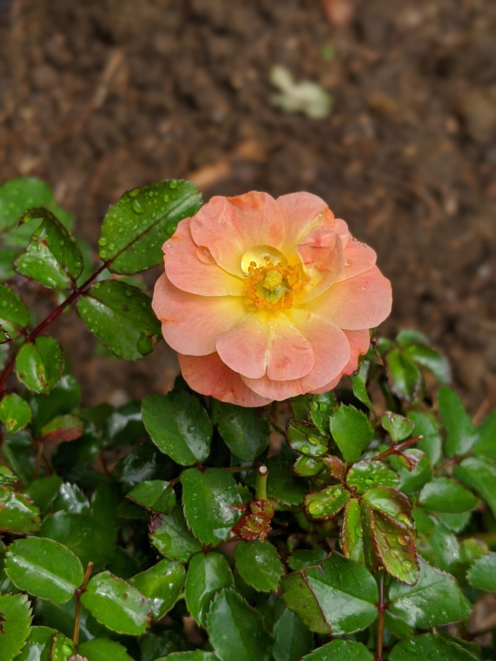 Google Pixel 3 XL sample photo. Flower, coral, bloom photography
