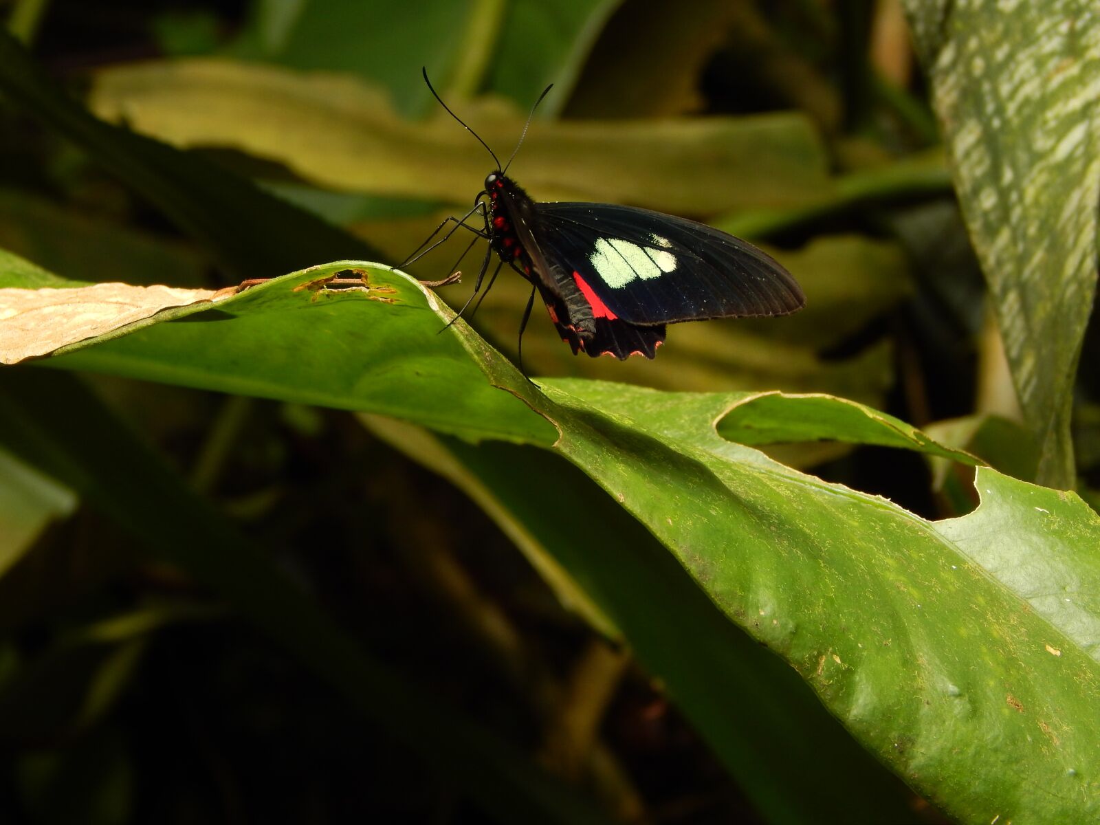 Nikon Coolpix L820 sample photo. Butterfly, green photography