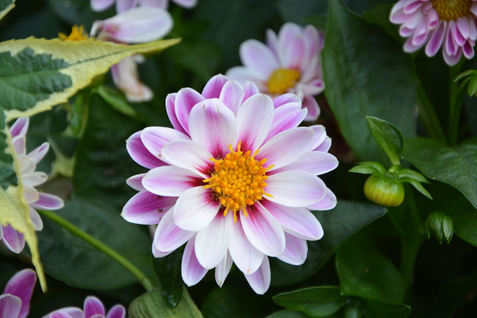 Nikon D5200 sample photo. Flower, marguerite, bouquet photography