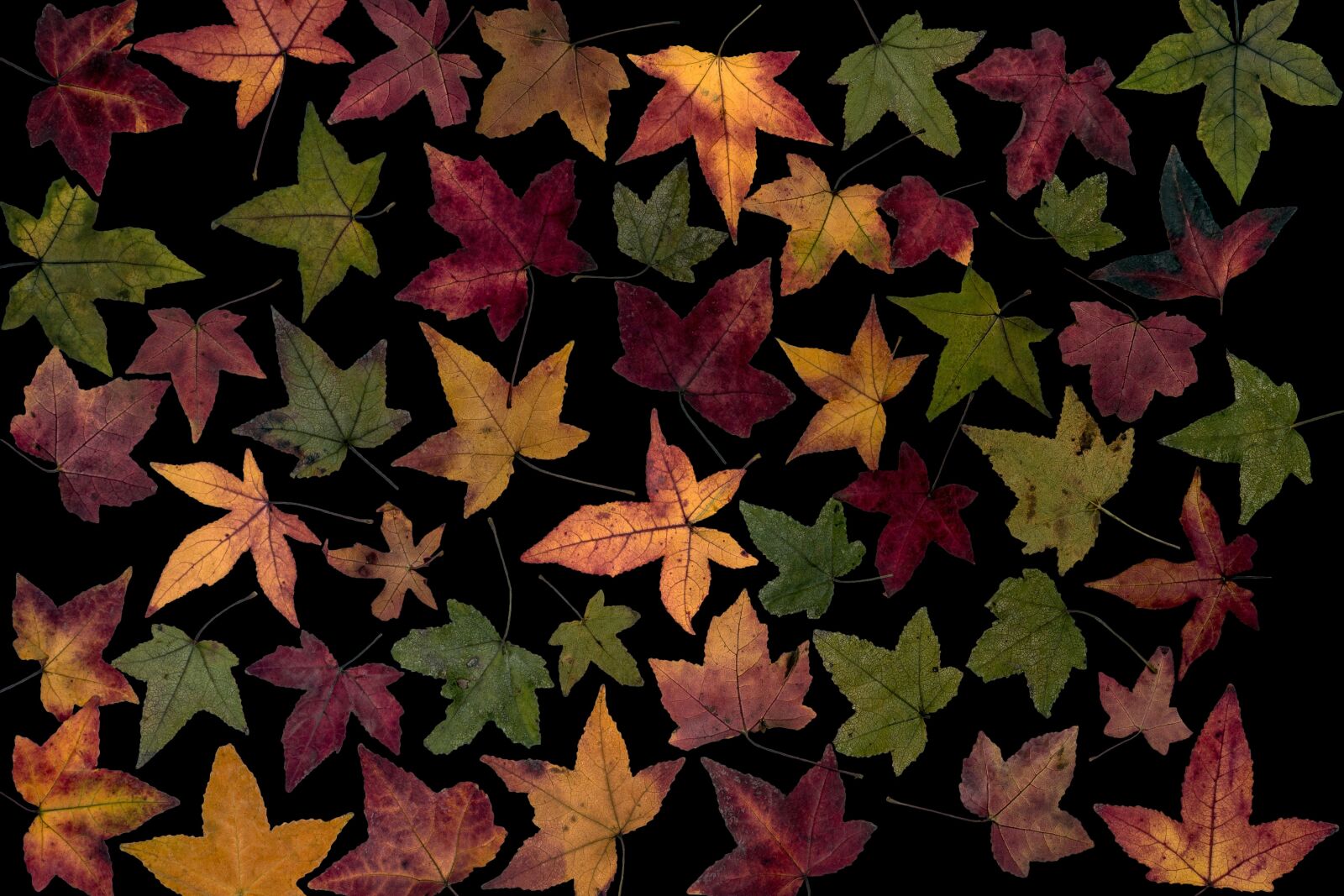 Canon EF-S 60mm F2.8 Macro USM sample photo. Leaves, colorful, amber tree photography