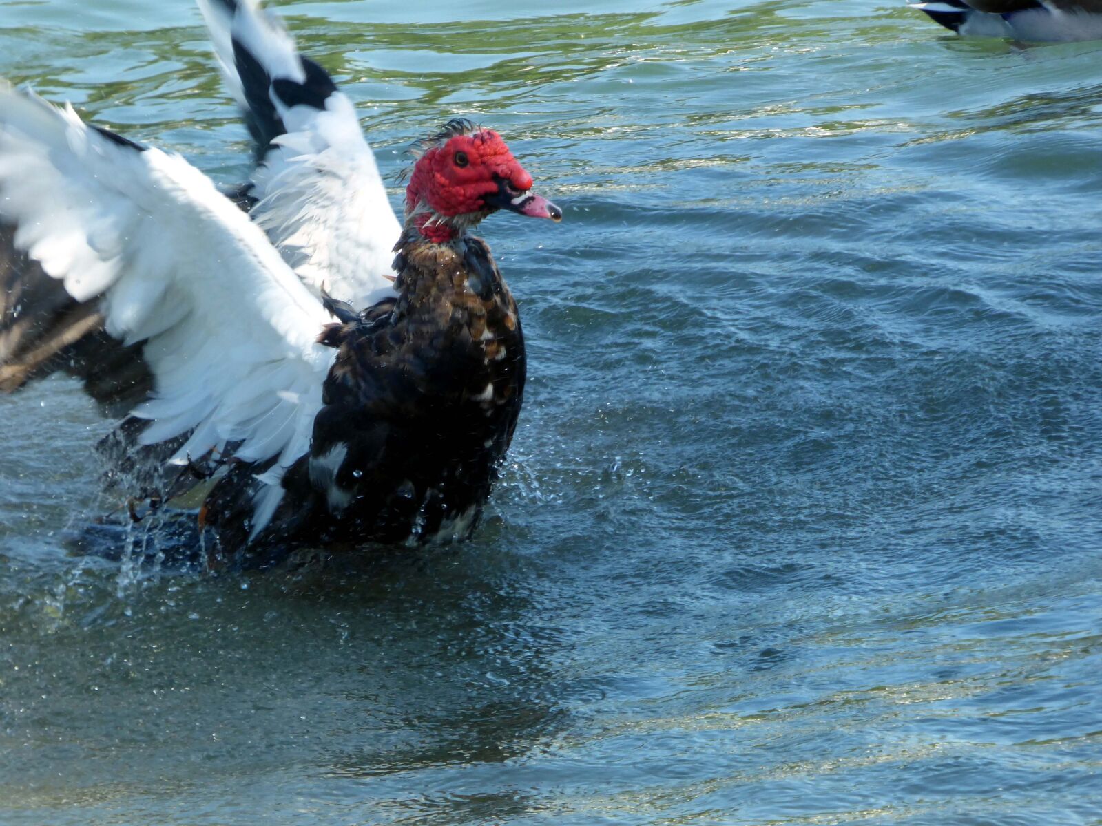 Panasonic DMC-FZ72 sample photo. Duck, bird, water photography