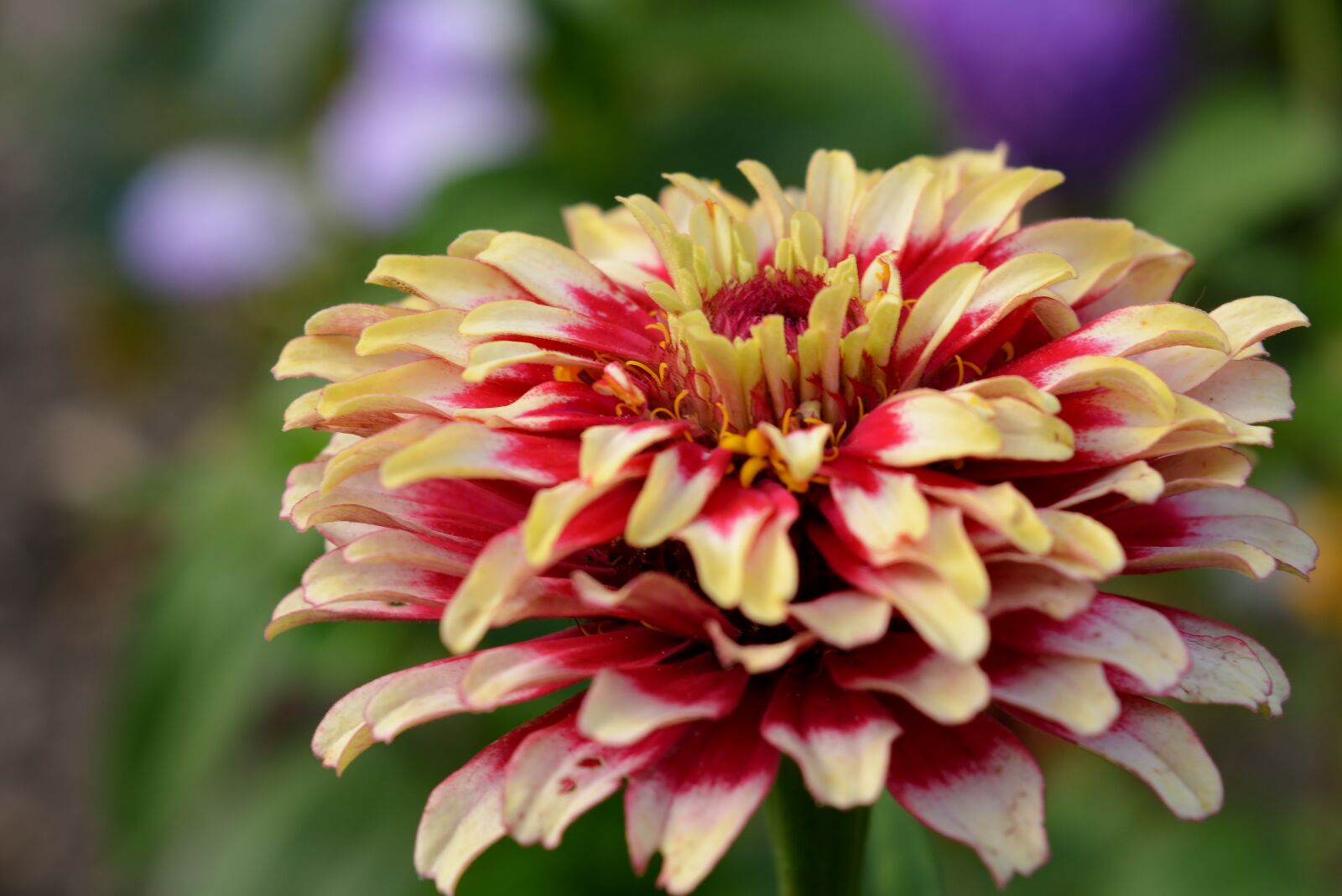 Nikon D5200 sample photo. Flower, zinnia, garden photography