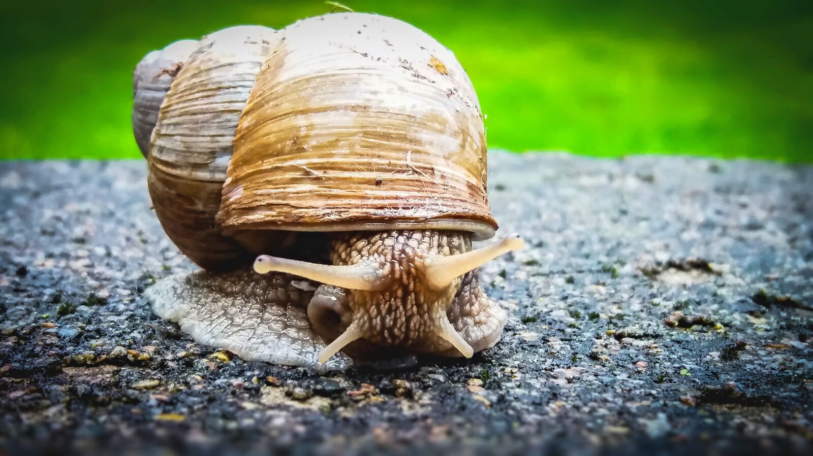 Samsung Galaxy J5 sample photo. Snail, animal, plazivé photography